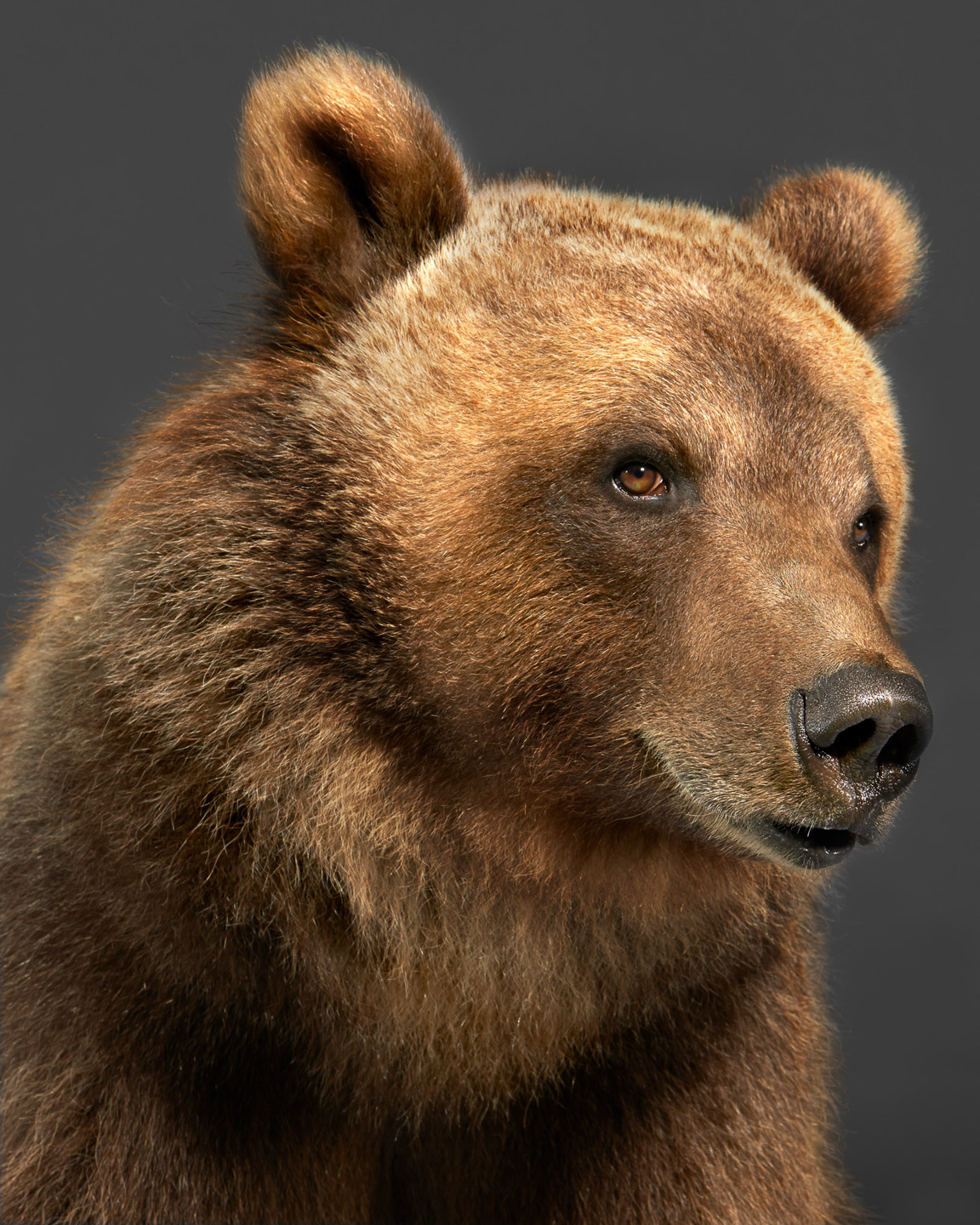 tag the kodiak bear