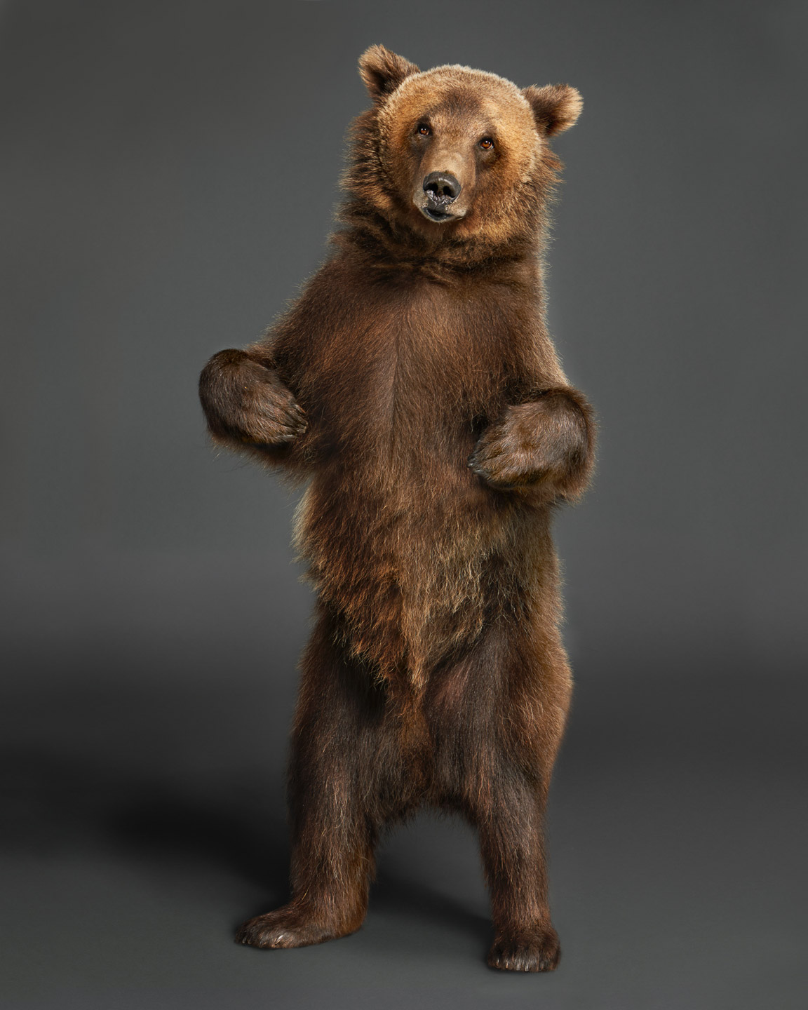 Tag the kodiak bear standing 