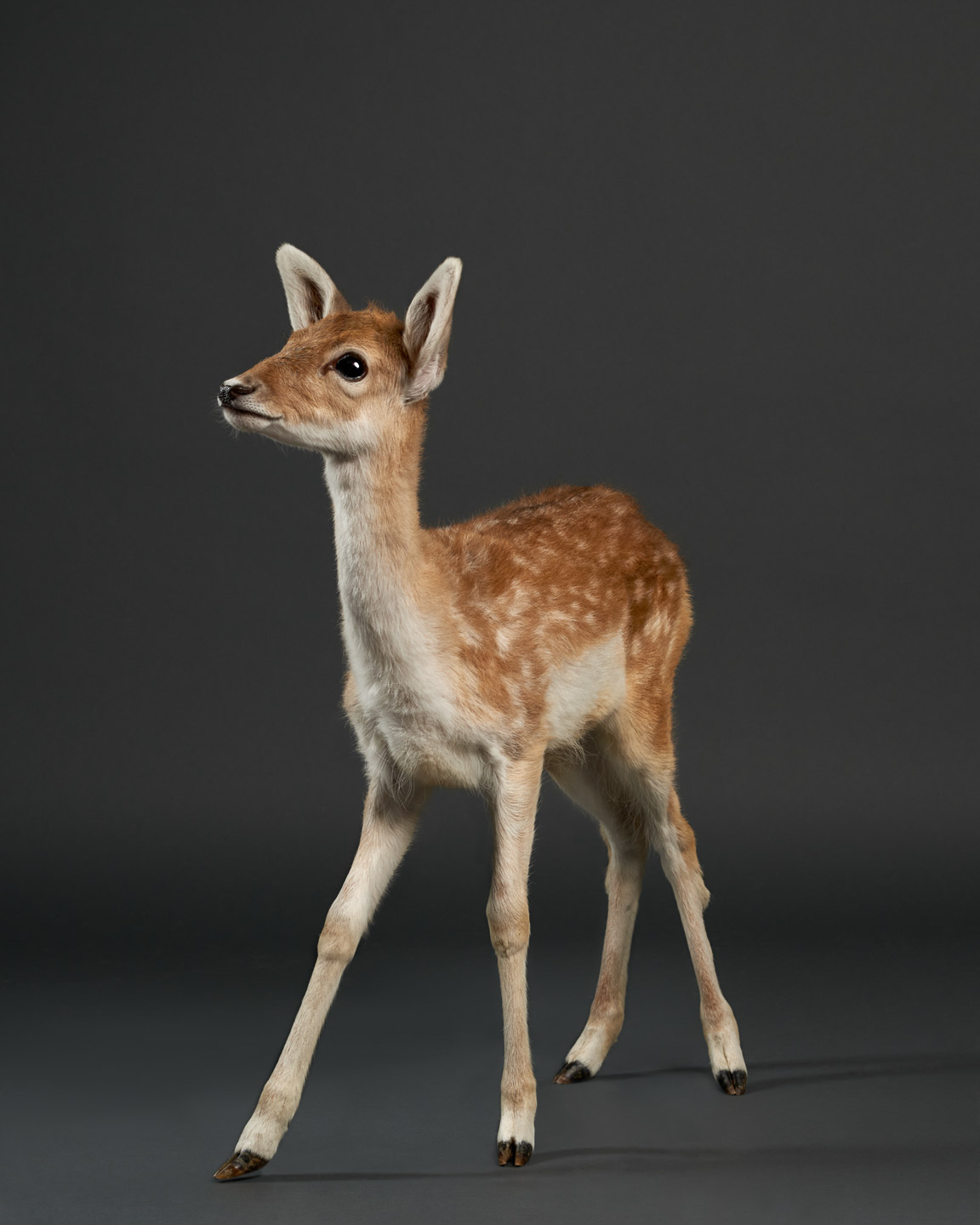 doenut the doe fawn baby dear bamby