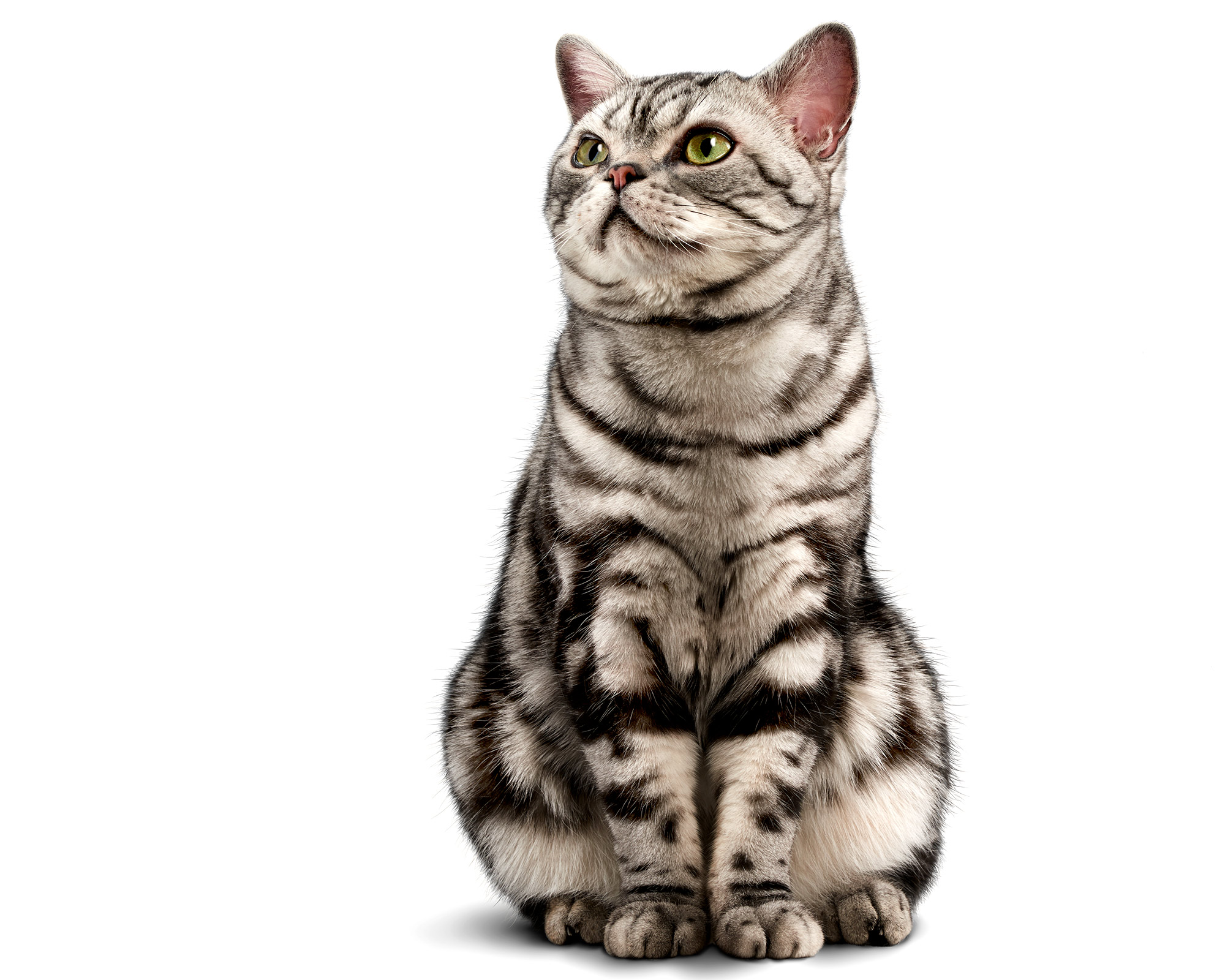 Alex-Silver-Tabby-Cat-Pet-Photo-12725