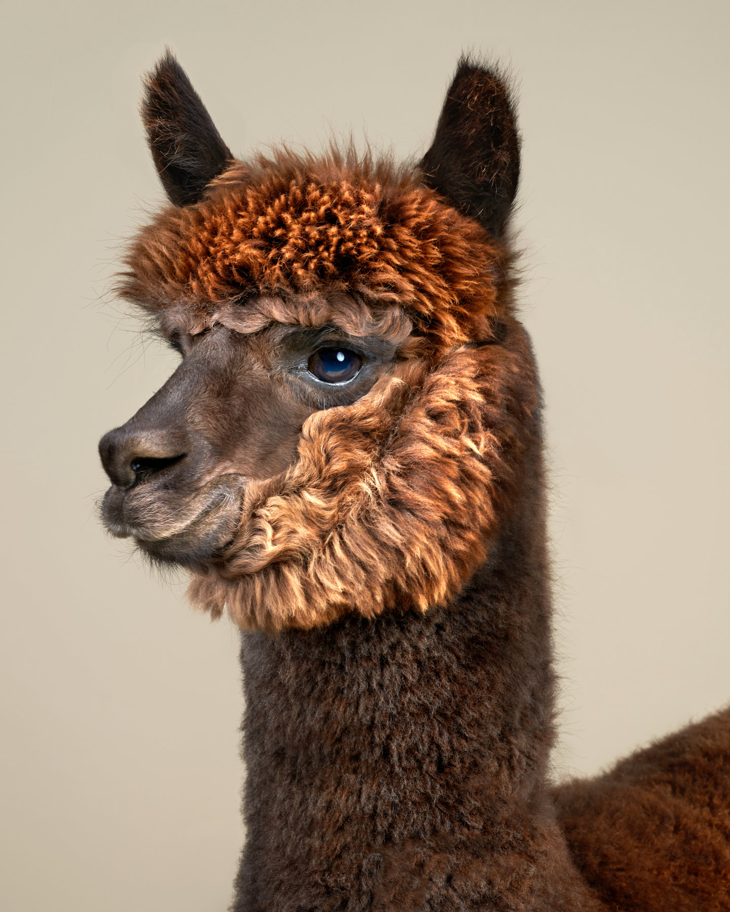 Alpaca_33733_v5.sw
