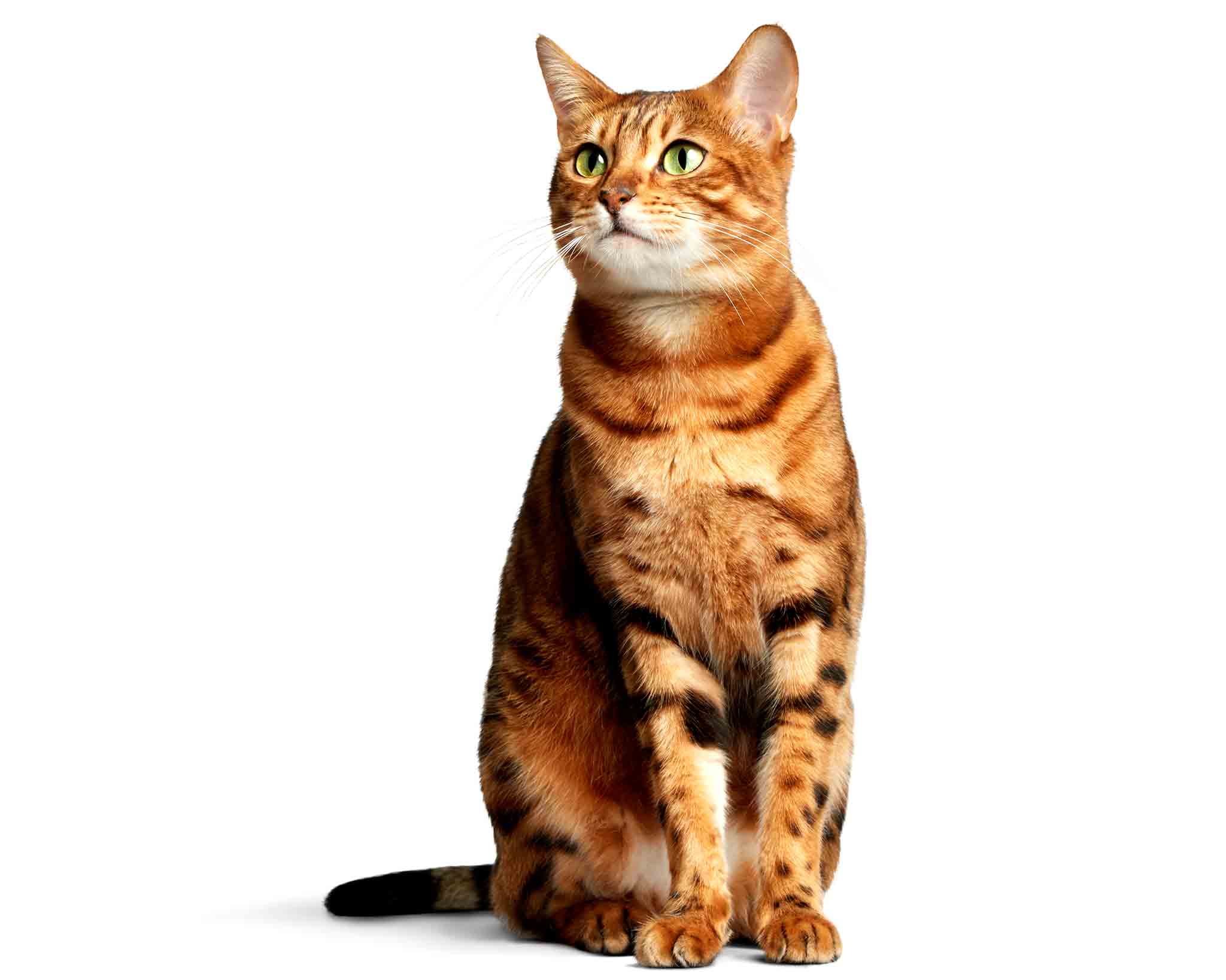 Bengal-Cat-Photo-Zara-Commercial-Animal-Photographer.2