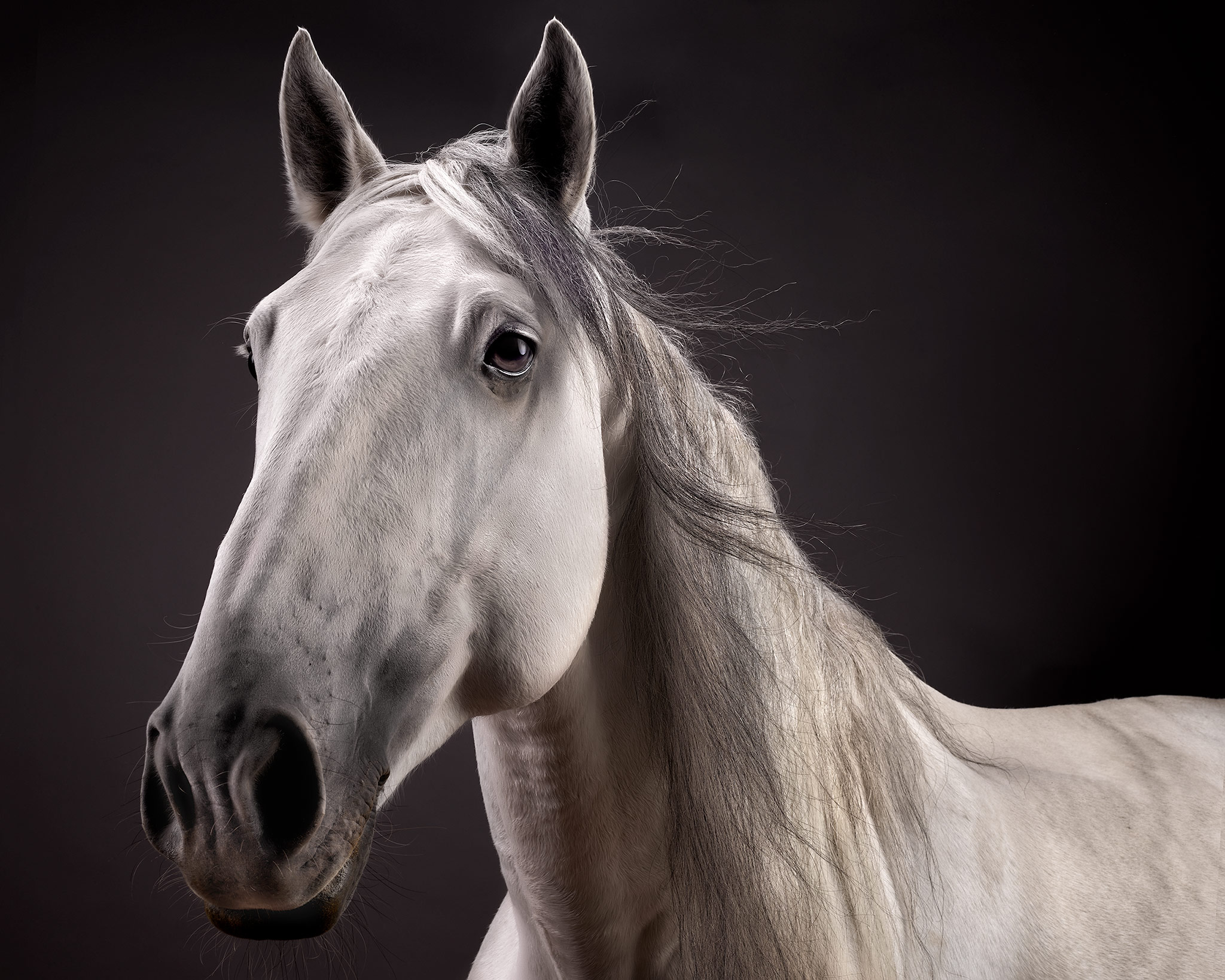 Braseiro-Lusitano-Stallion-Grey-Horse-Fine-Art-Photography
