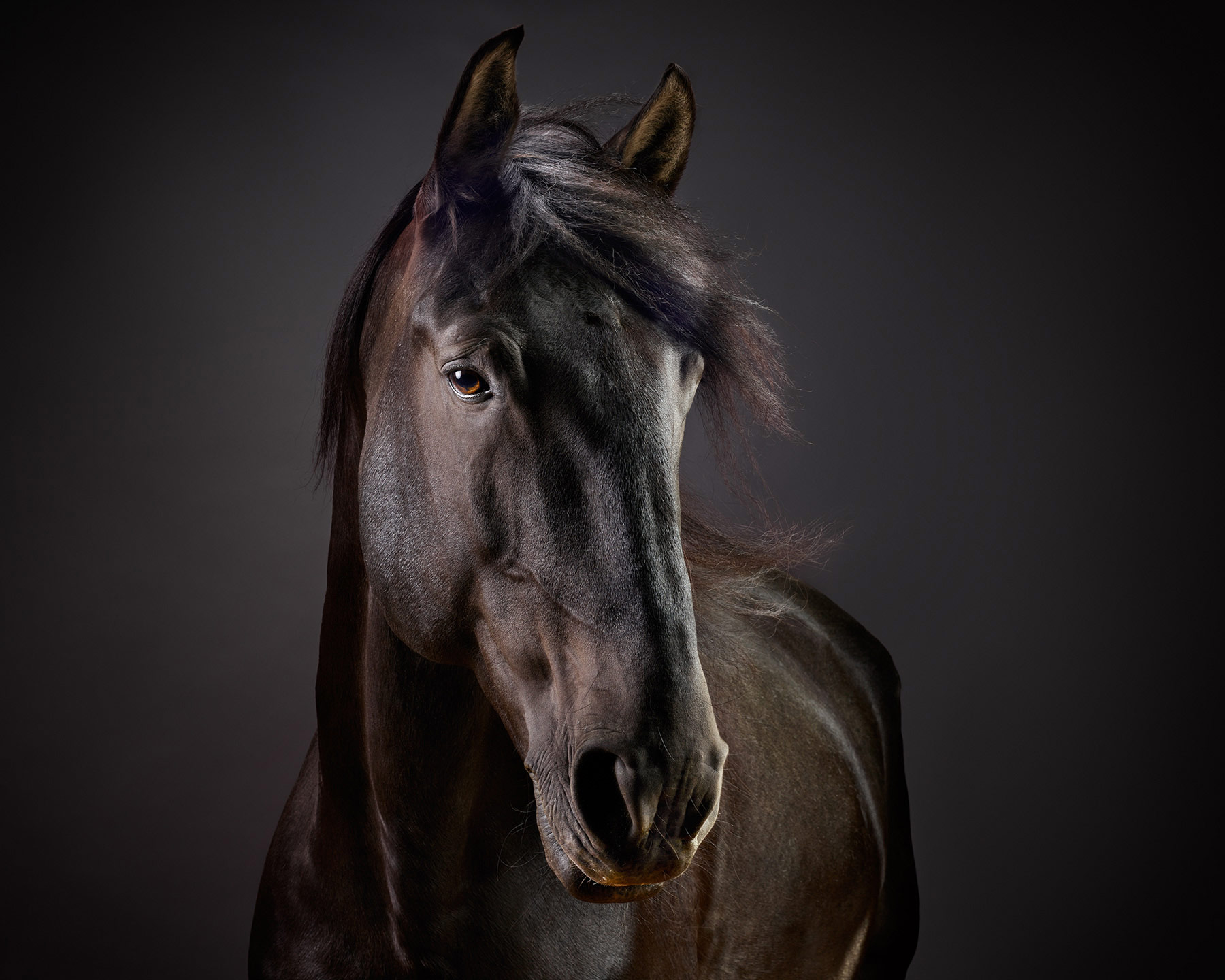 Cartola.Lusitano.Horse.Equine.Photo.4