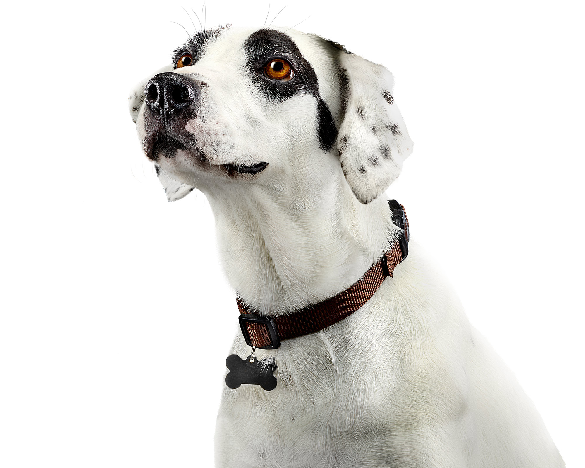 Dalmation-Dog-Portrait-Commercial-Animal-Photographer