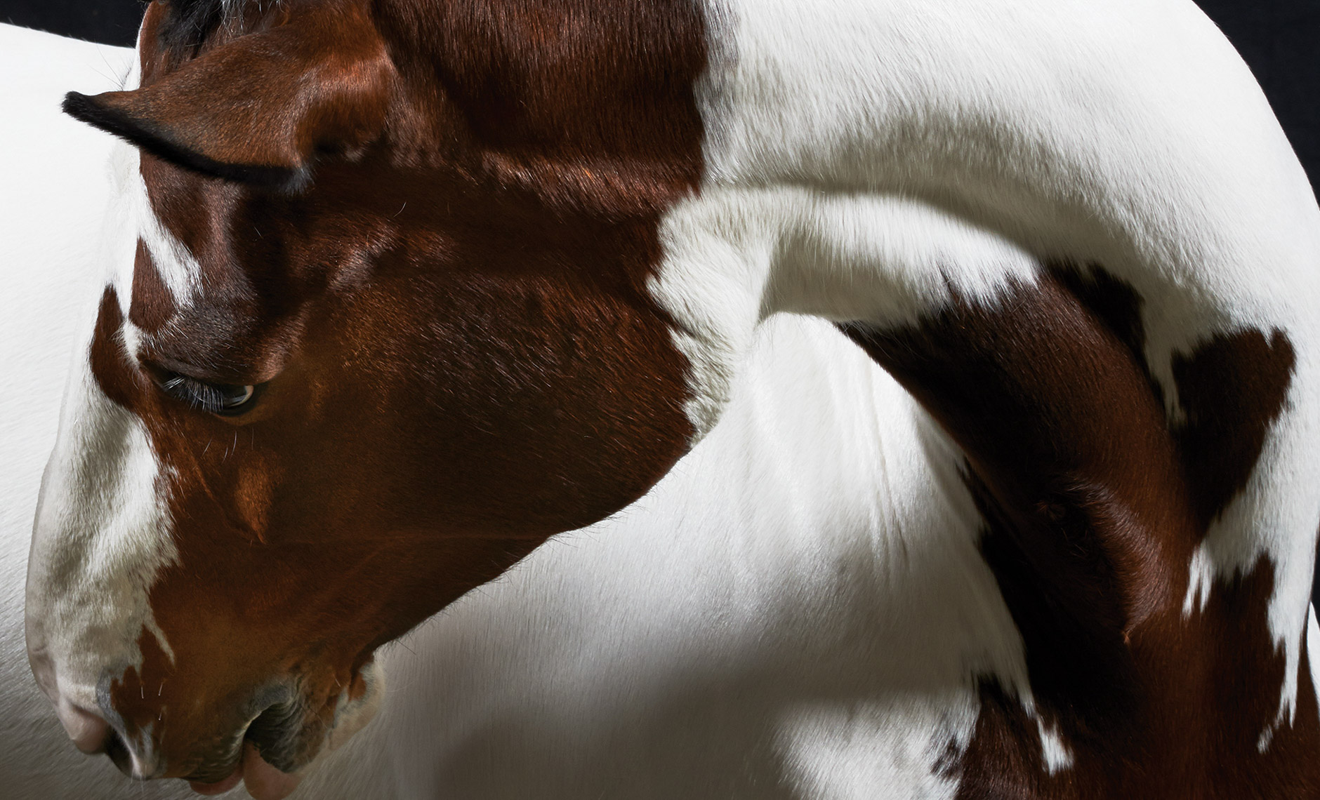 Equine_horse.equestrian.SanFrancisco_PeterSamuels_3