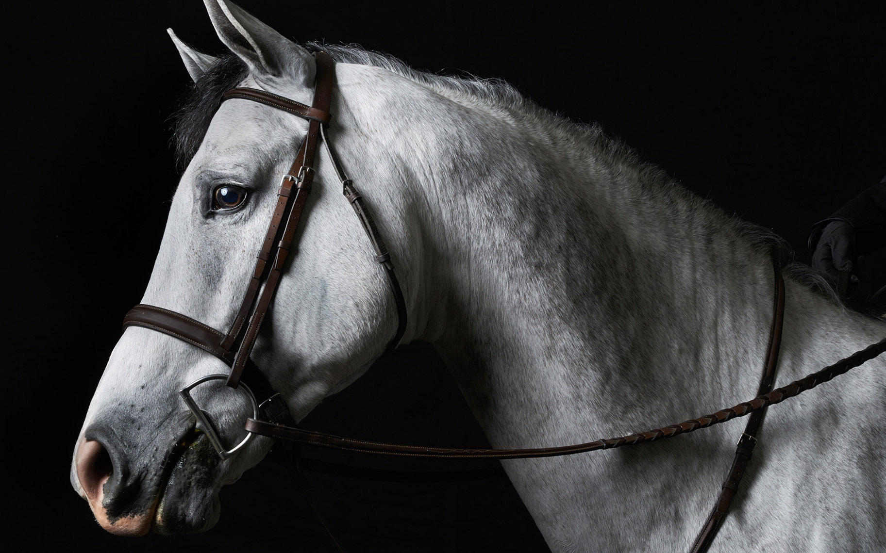 Equine_horse.equestrian.SanFrancisco_PeterSamuels_7
