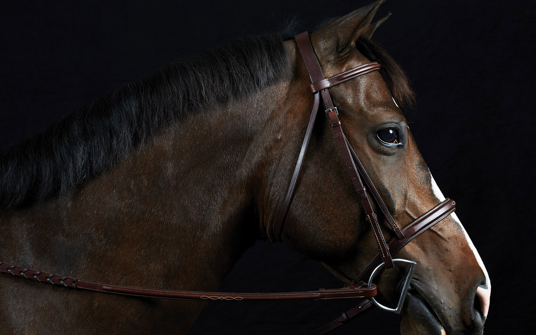 Equine_horse.equestrian.SanFrancisco_PeterSamuels_8