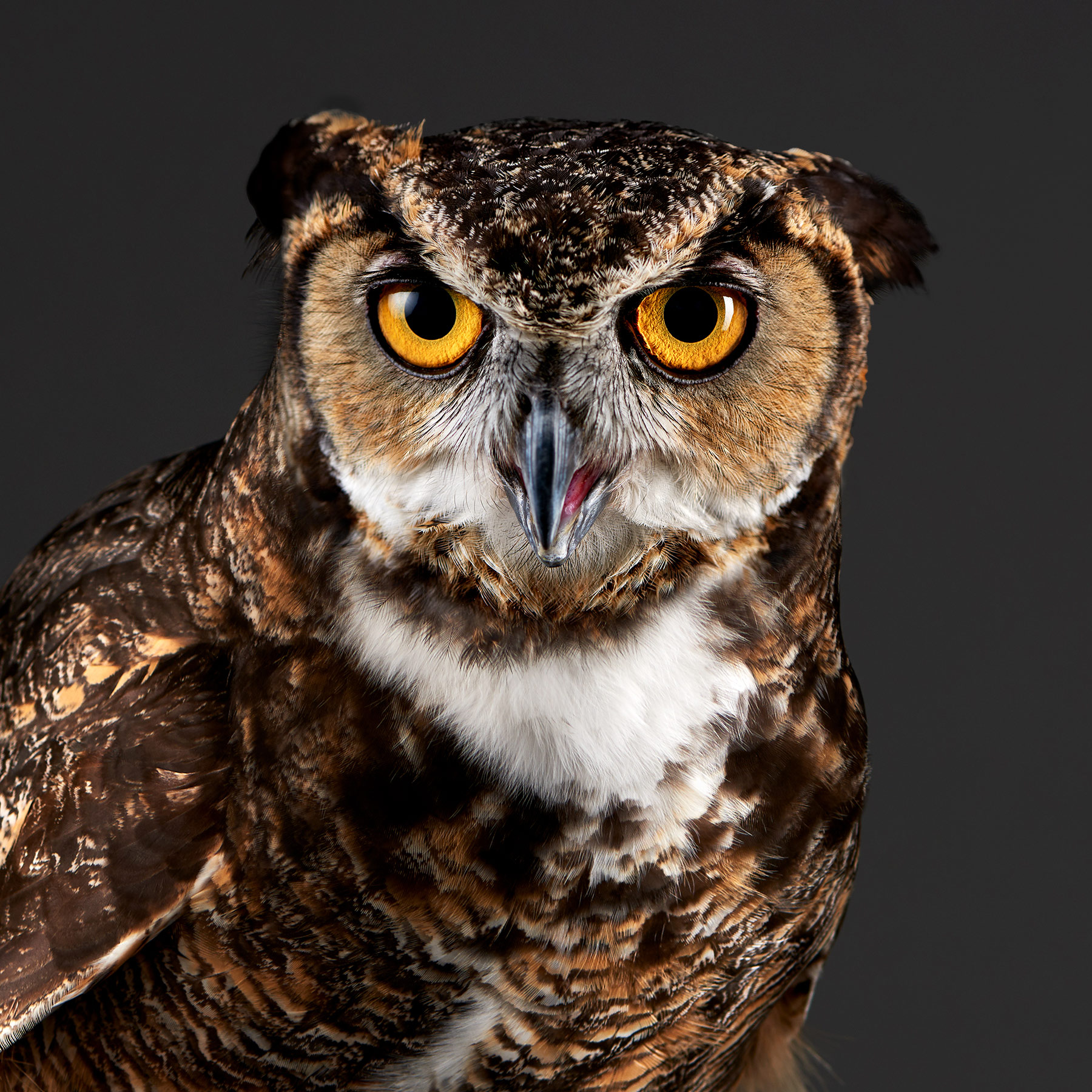 Great.Horned.Owl.15229.v6.sw