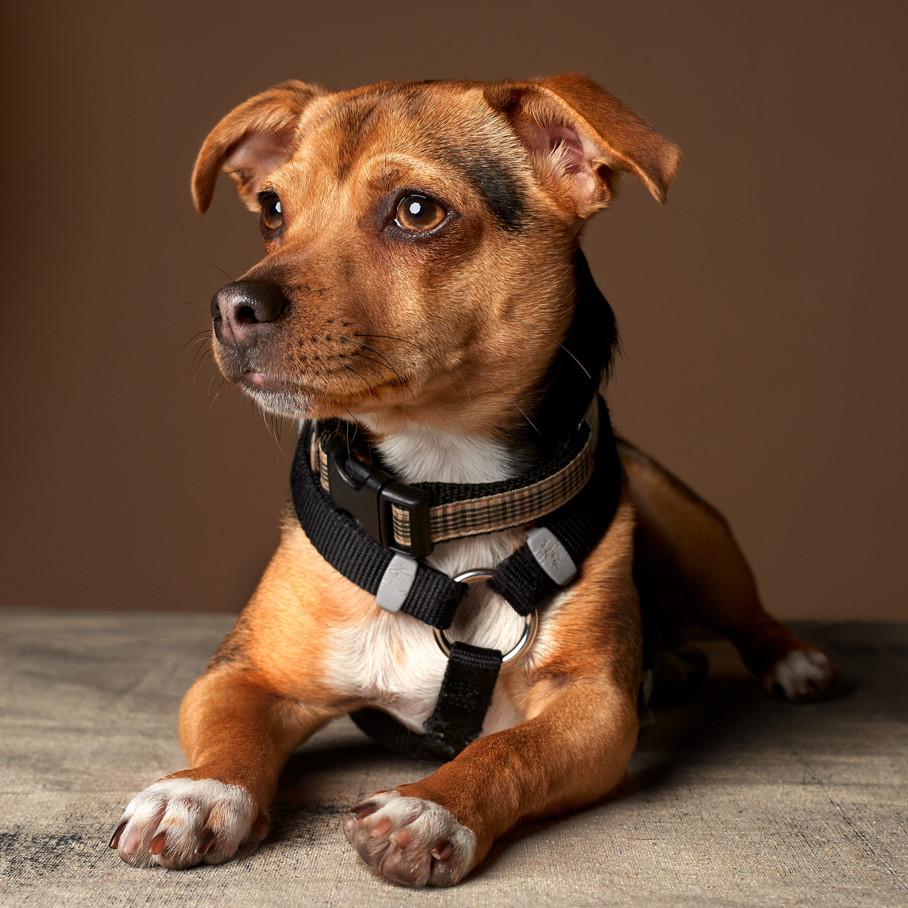 Ilford_Pup.Dog.Beagle.Mix.34830