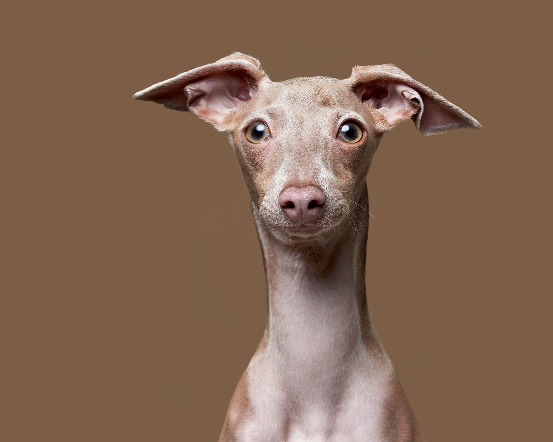 Italian.Greyhound.12503.8.lighter
