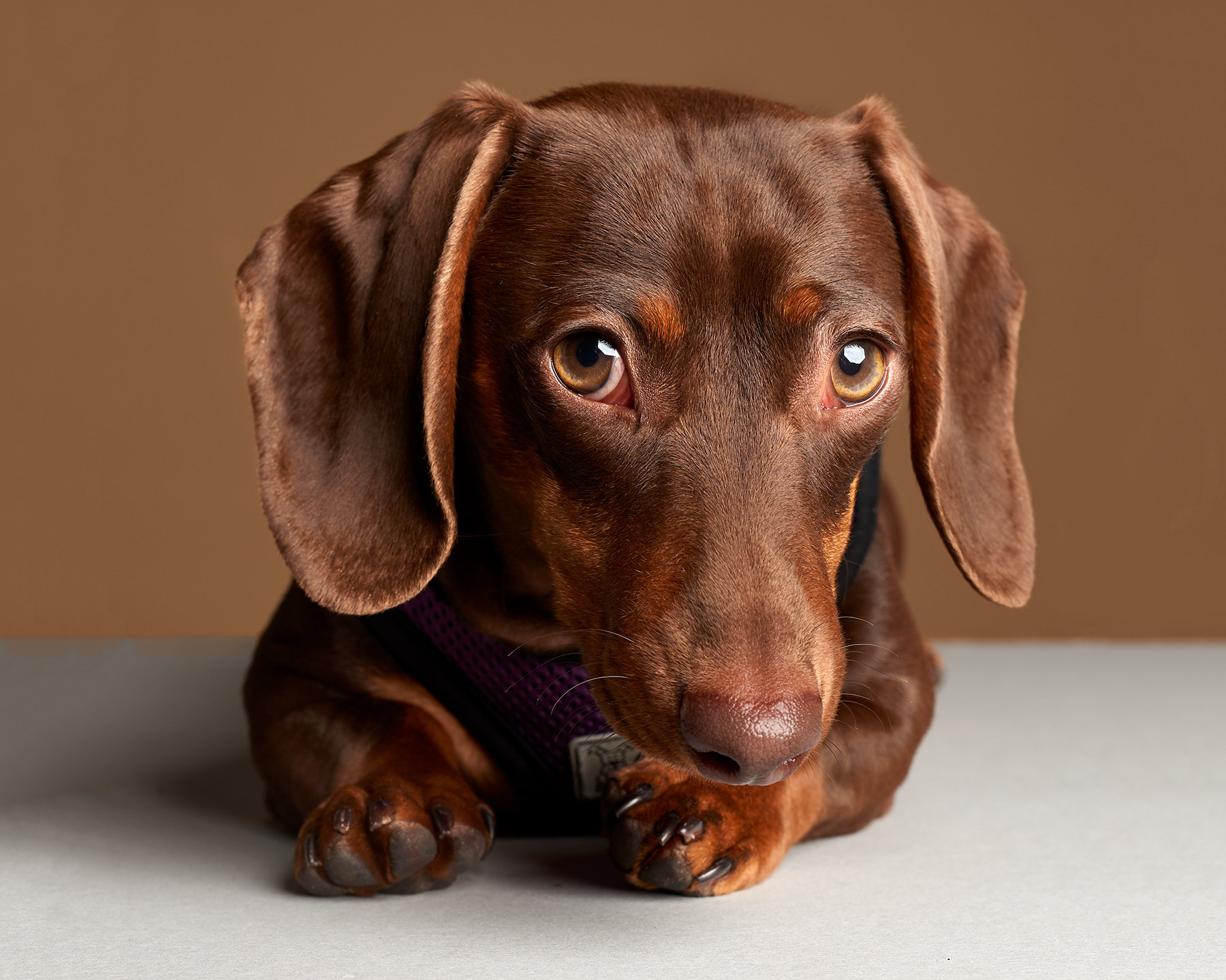 Izzy_Dog.Photo.Dachsound.Doxi.0968