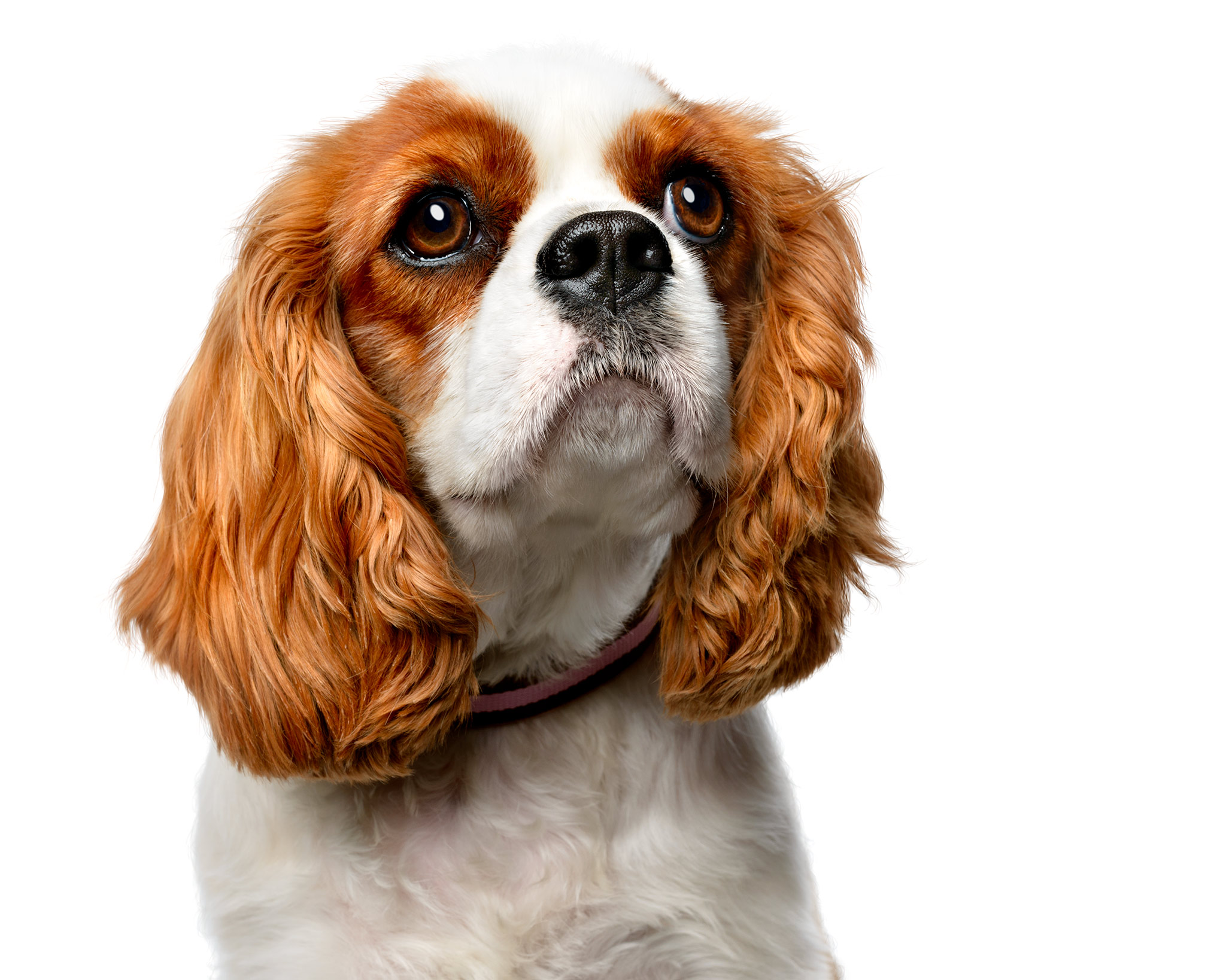 King-Charles-Dog-Pet-Photo-Commercial-Photographer