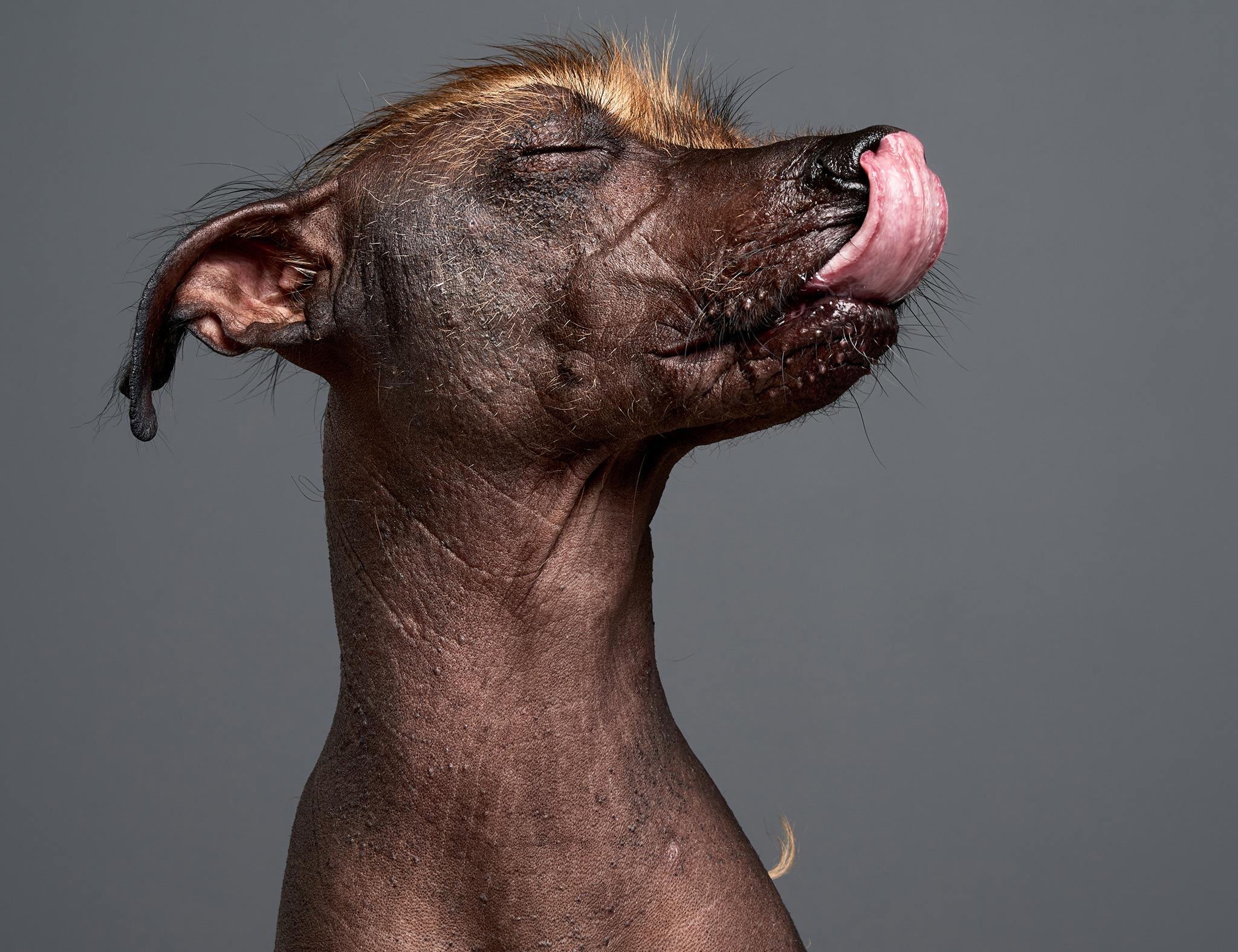 Lola-Mexican-Hairless-Dog-Photo.11427