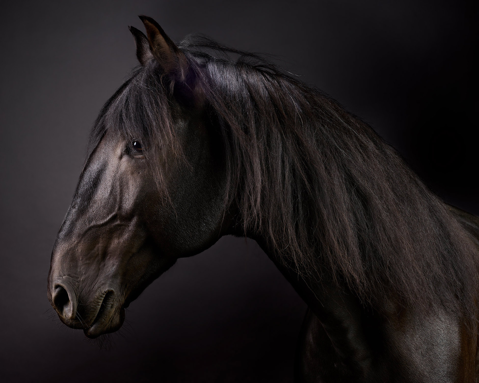 Lusitano-Horse-Equine-Art-Photo-Cartola_49001.sw.2