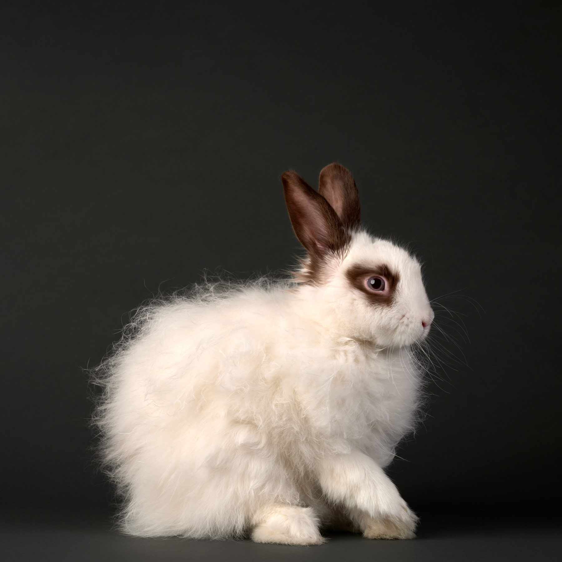 MarilynBunroe.Bunny.Rabbit.27201.v3.sw