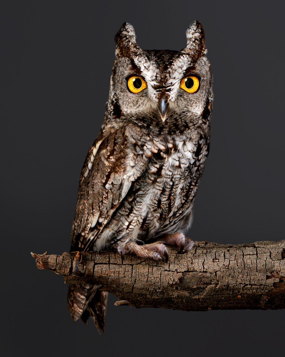 Sceerch-owl.animals.fairy-tale.photographer.Ca-20