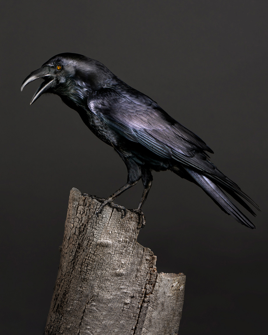 Poe.Raven.animals.fairy-tale.photographer.Ca-21