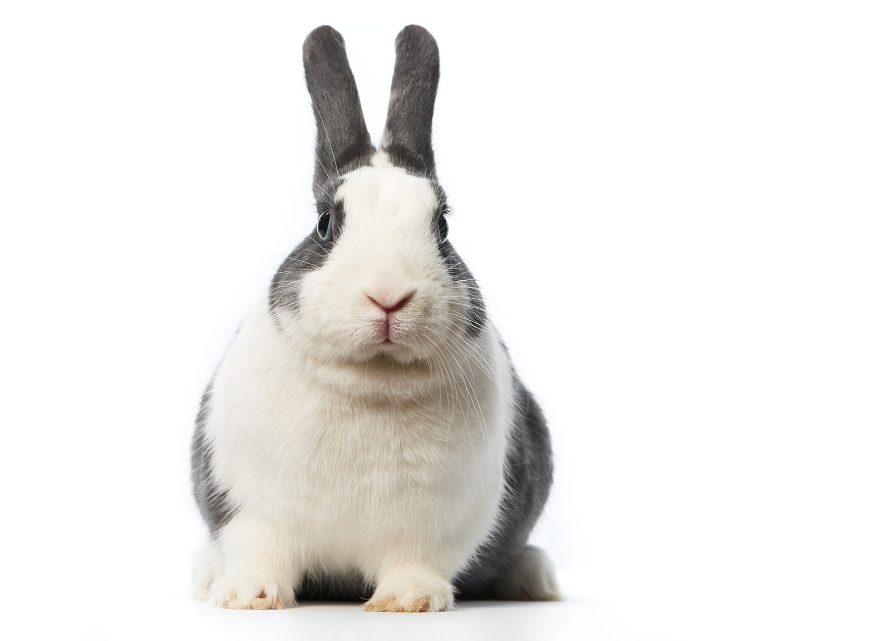 Rabbit.14799_v3