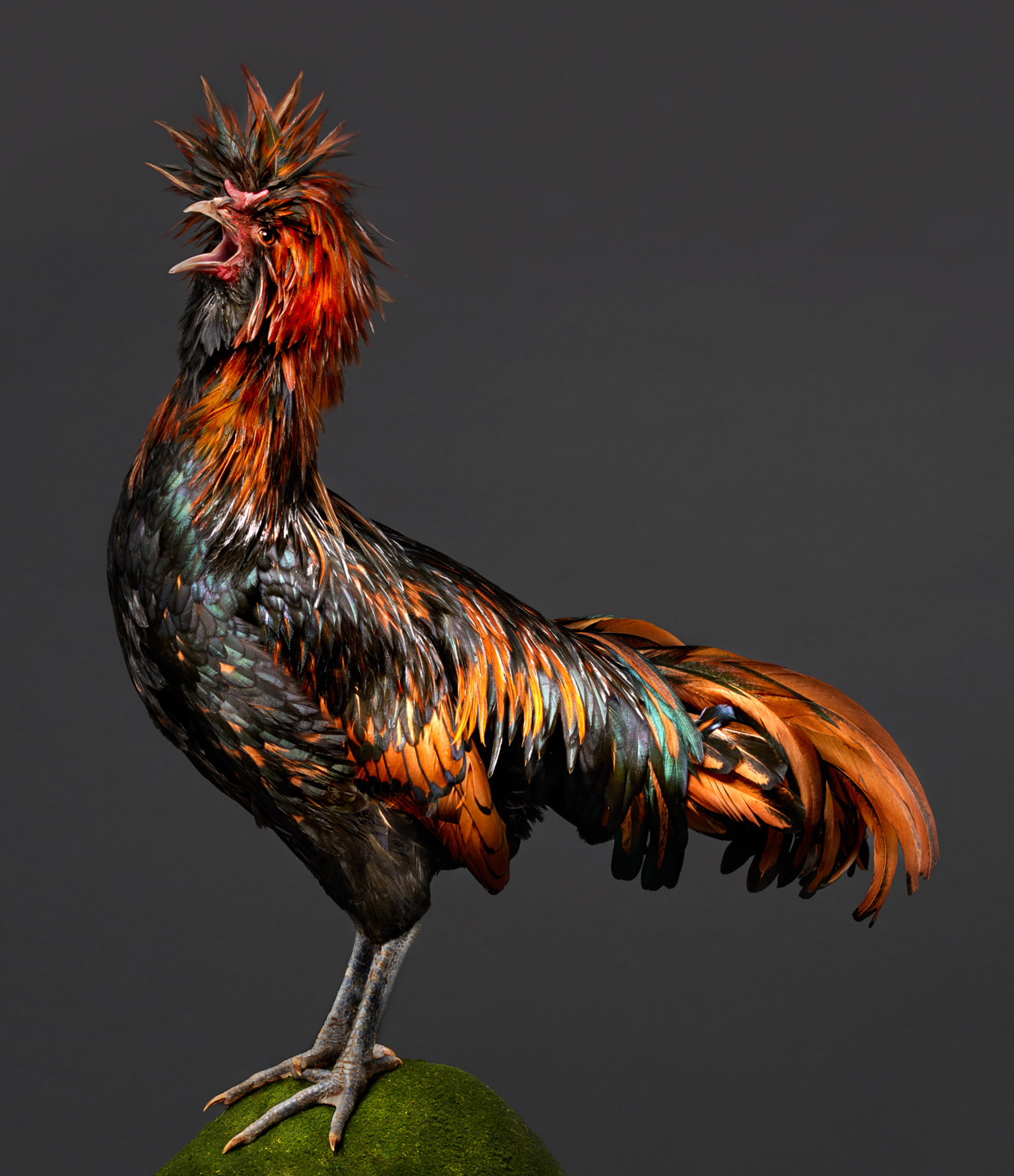 Joffrey the polish rooster cock