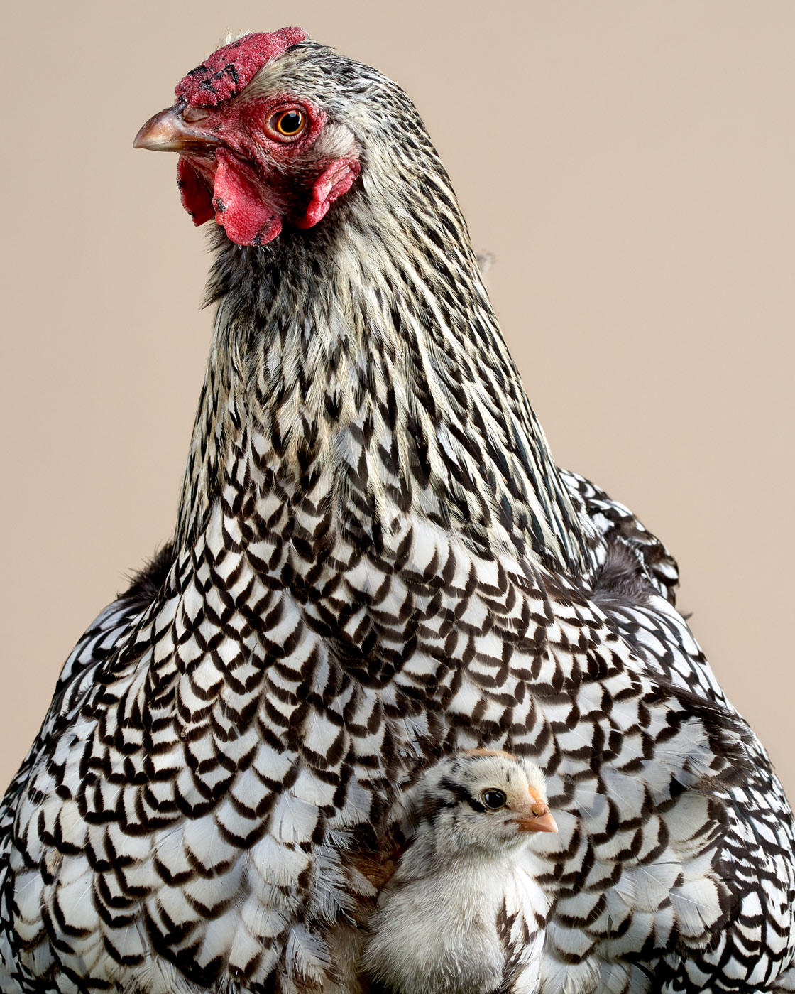 Silver.Laced.Wyandotte.Chicken.Baby.Chick.36354_v8