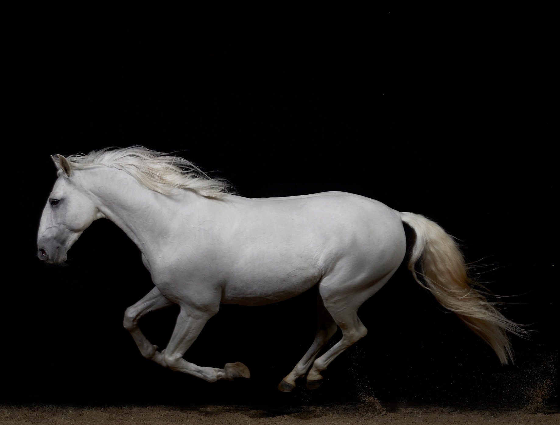 White.Lusitano.Running.2