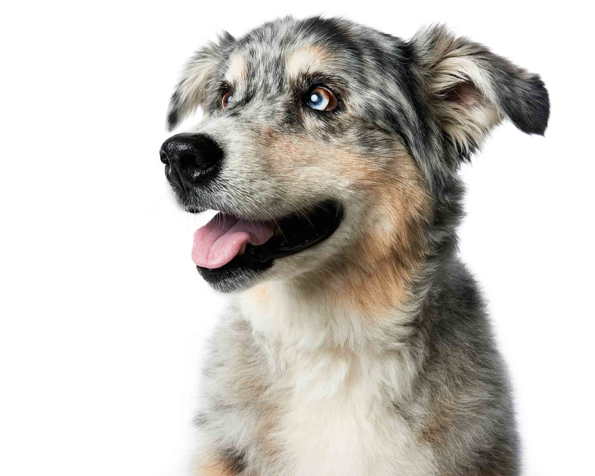 Zynga-Border-Collie-Dog-Photography-Portrait