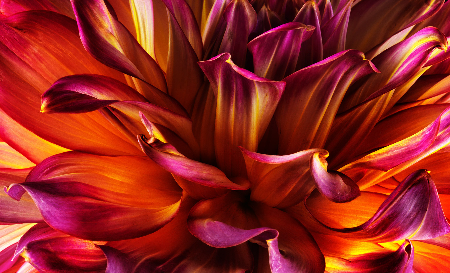 dahlia.flower.fine-art-photographer.commercial.sf.10