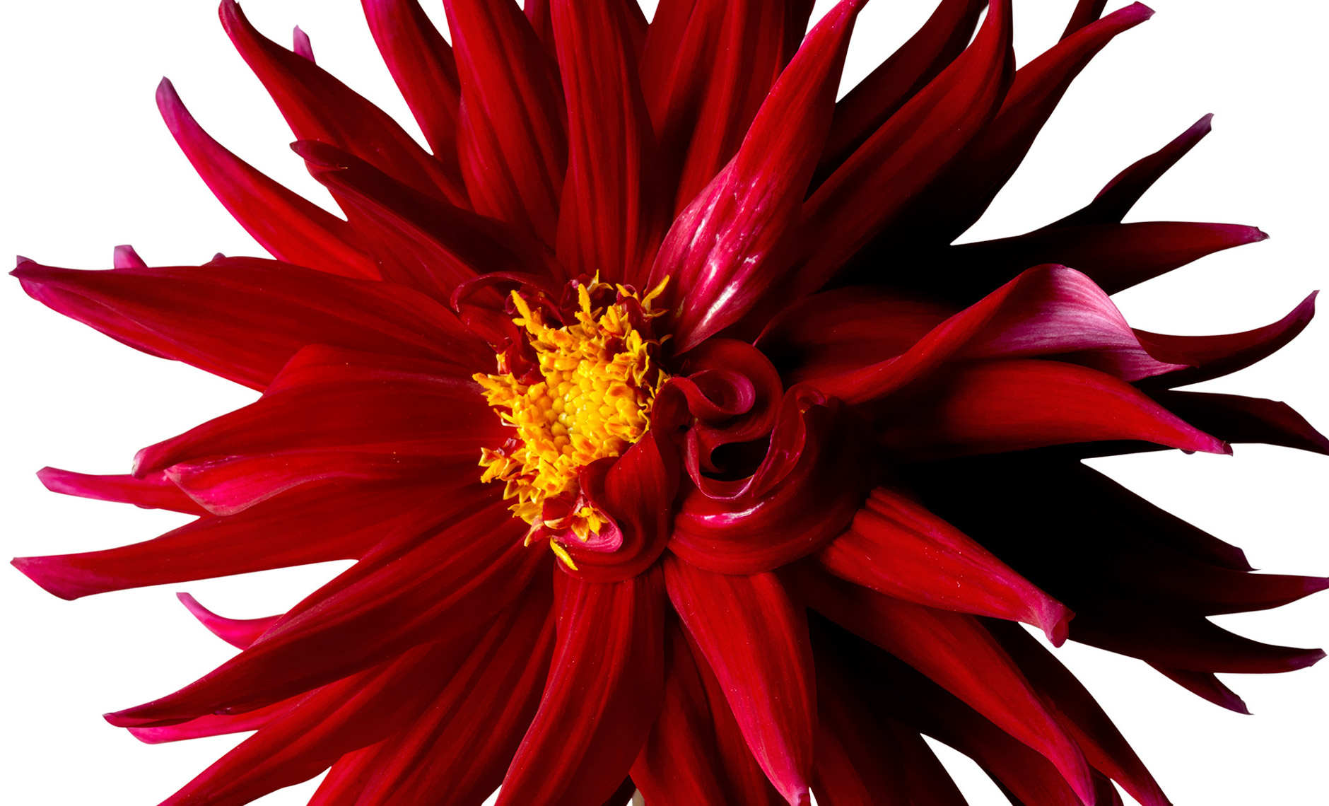dahlia.flower.photographer.commercial.sf.15