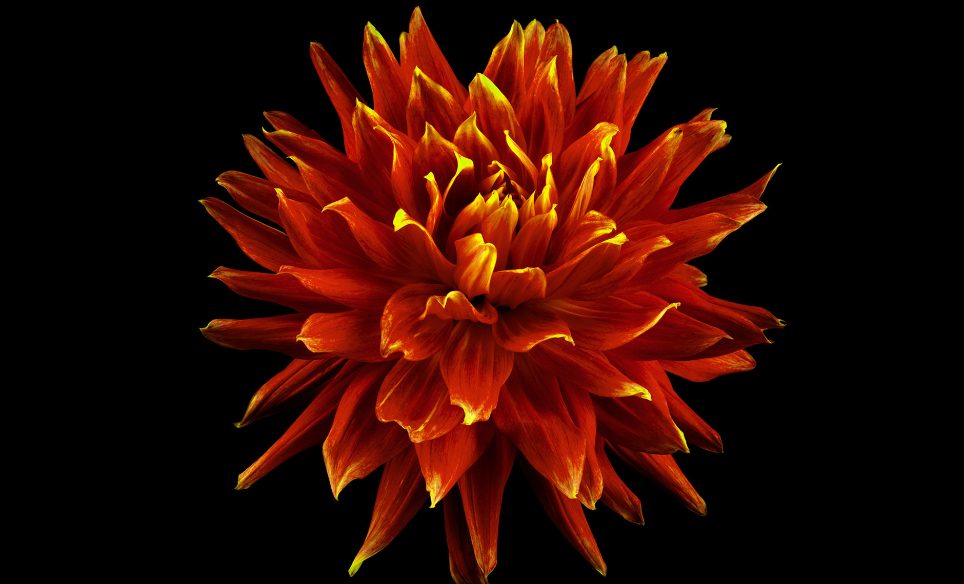 dahlia.flower.photographer.commercial.sf.6