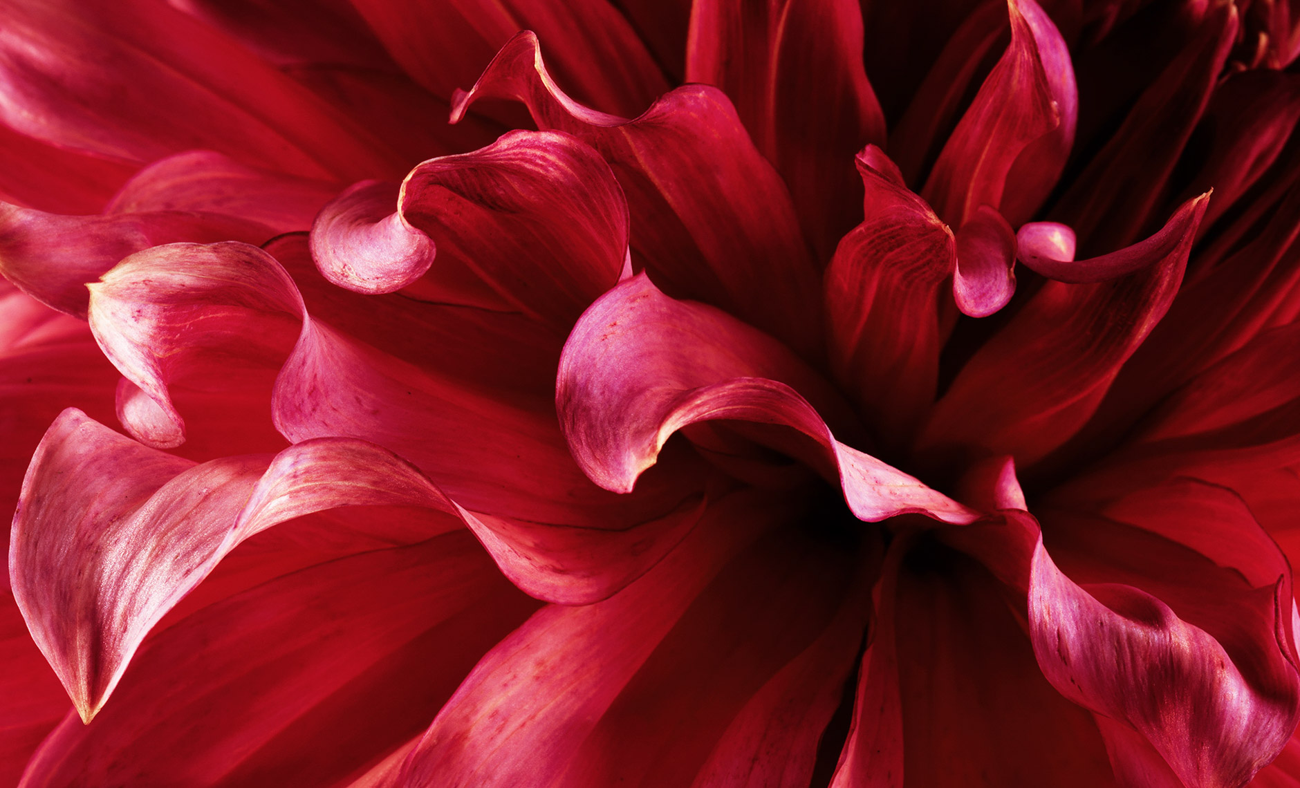 dahlia.flower.photographer.commercial.sf.8