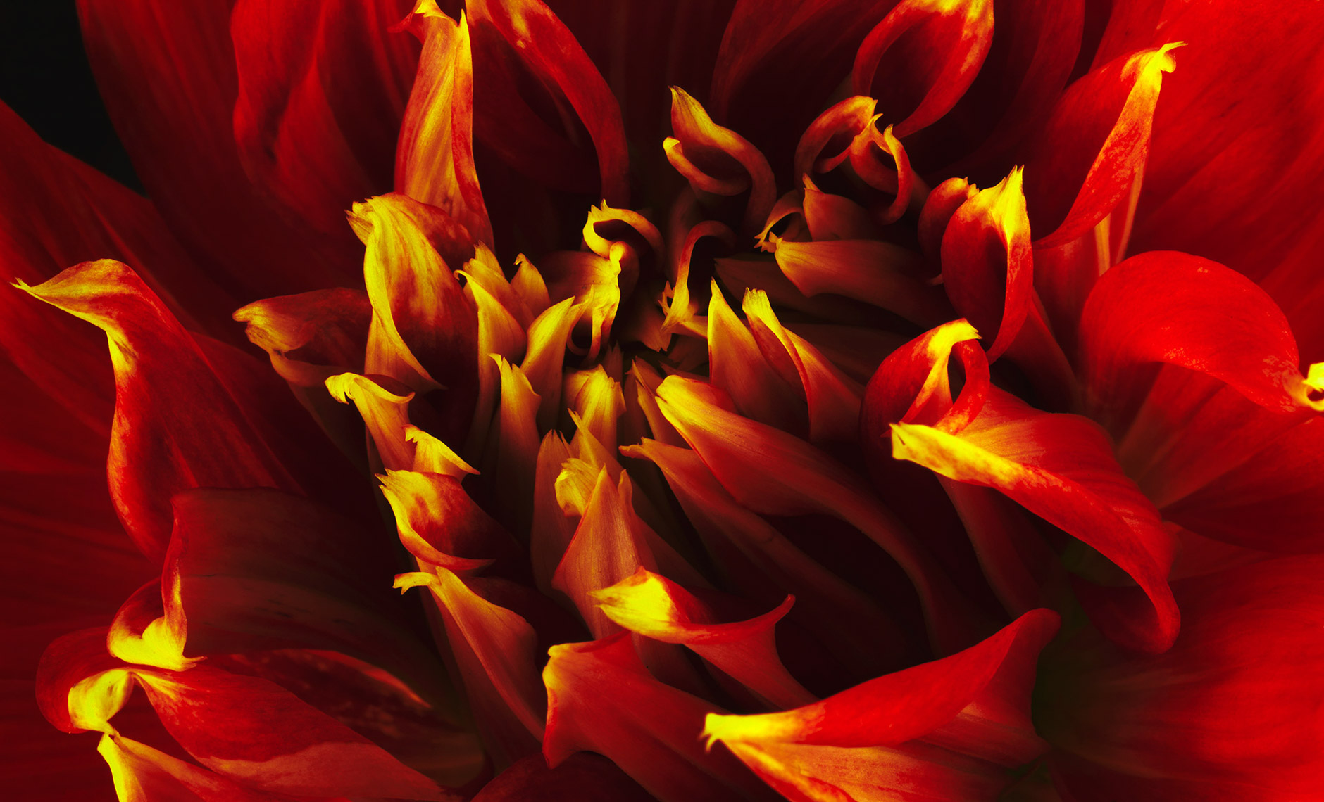 dahlia.flower.photographer.commercial.sf.9