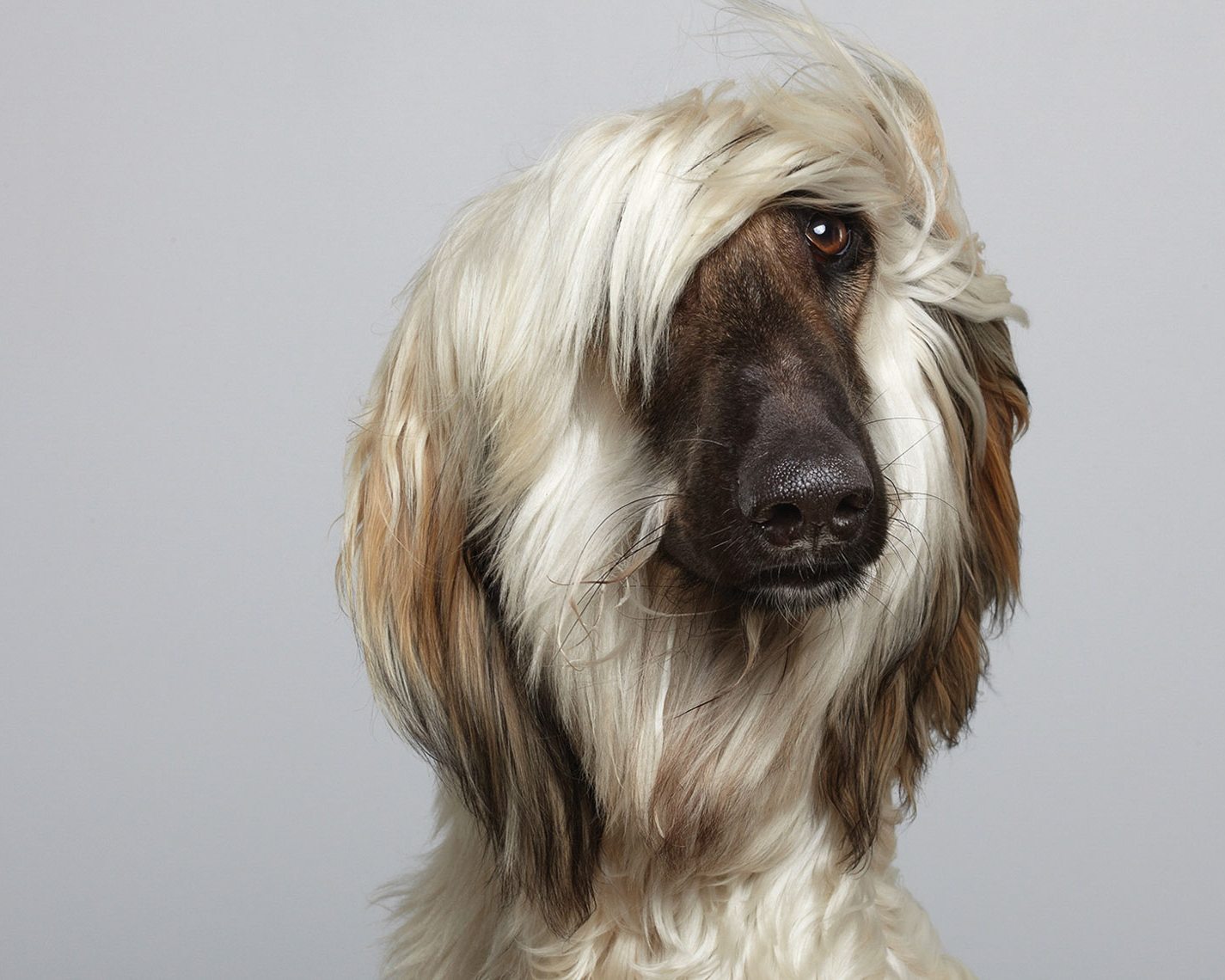 dog pet commercial animal photographer san francisco bay area pet portrait  Afghan  hound canine