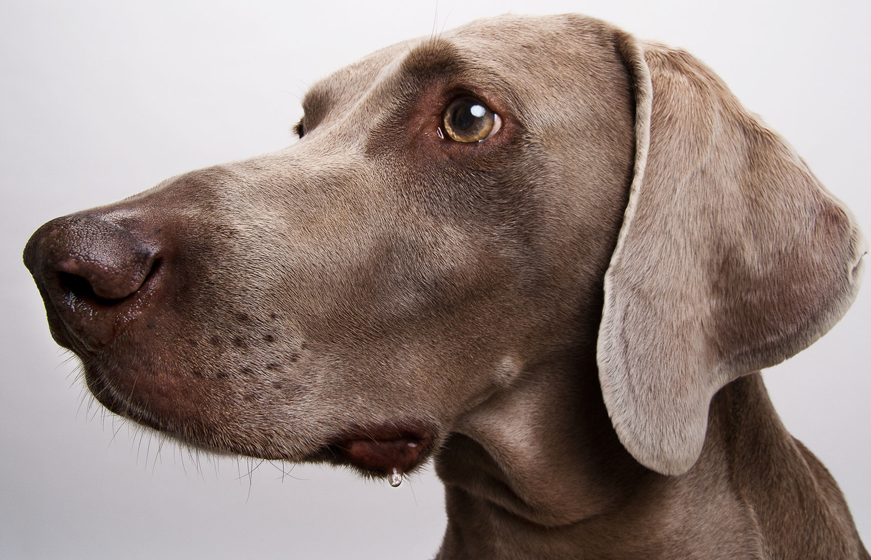 dog pet commercial animal photographer san francisco bay area pet portrait  canine