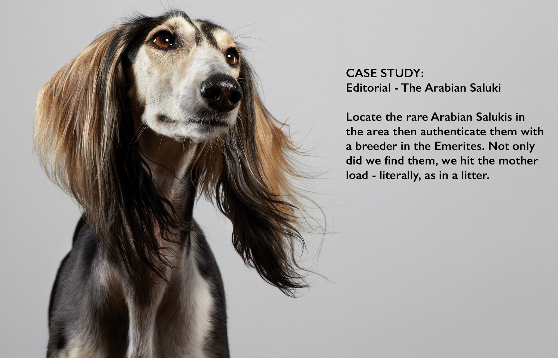 dog.pet.canine.photographer.sf.peter.samuels.arabian-salukis