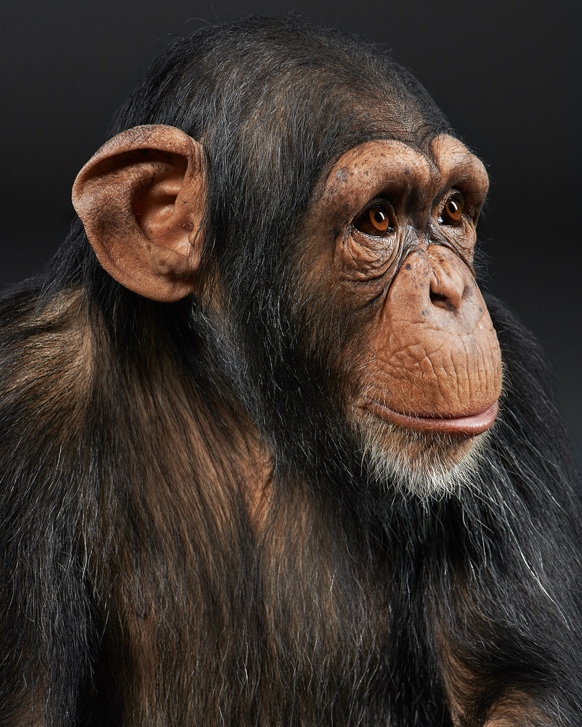 eli the chimpanzee chimp