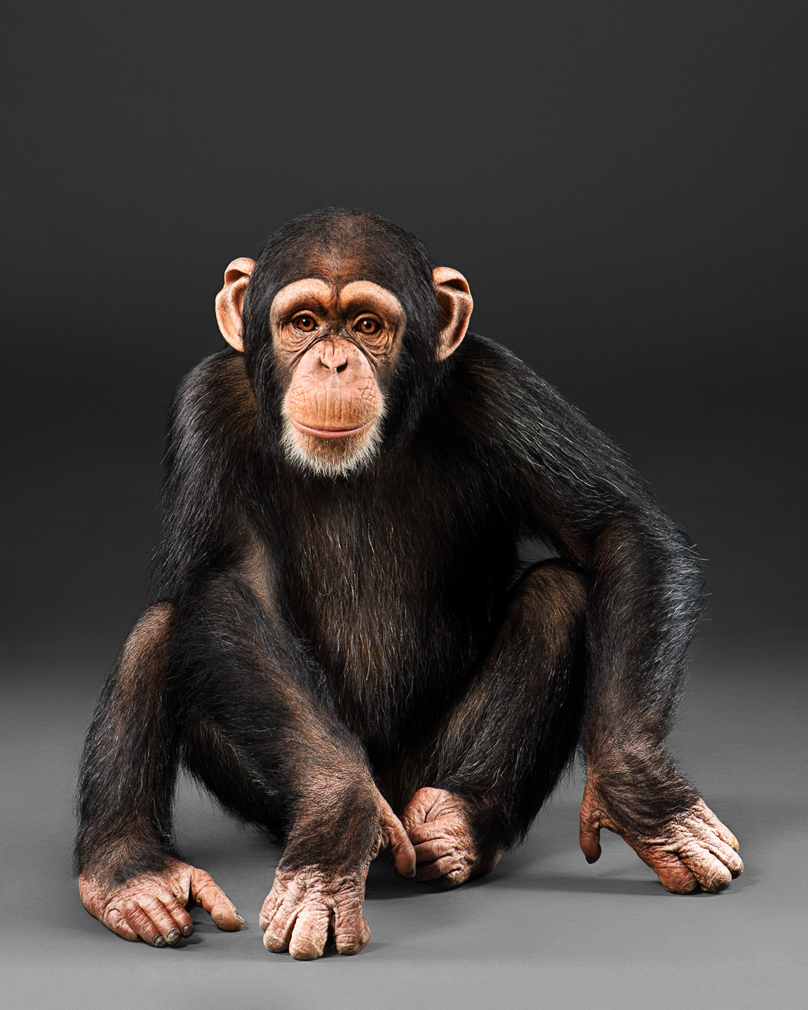 eli the chimpanzee baby chimp