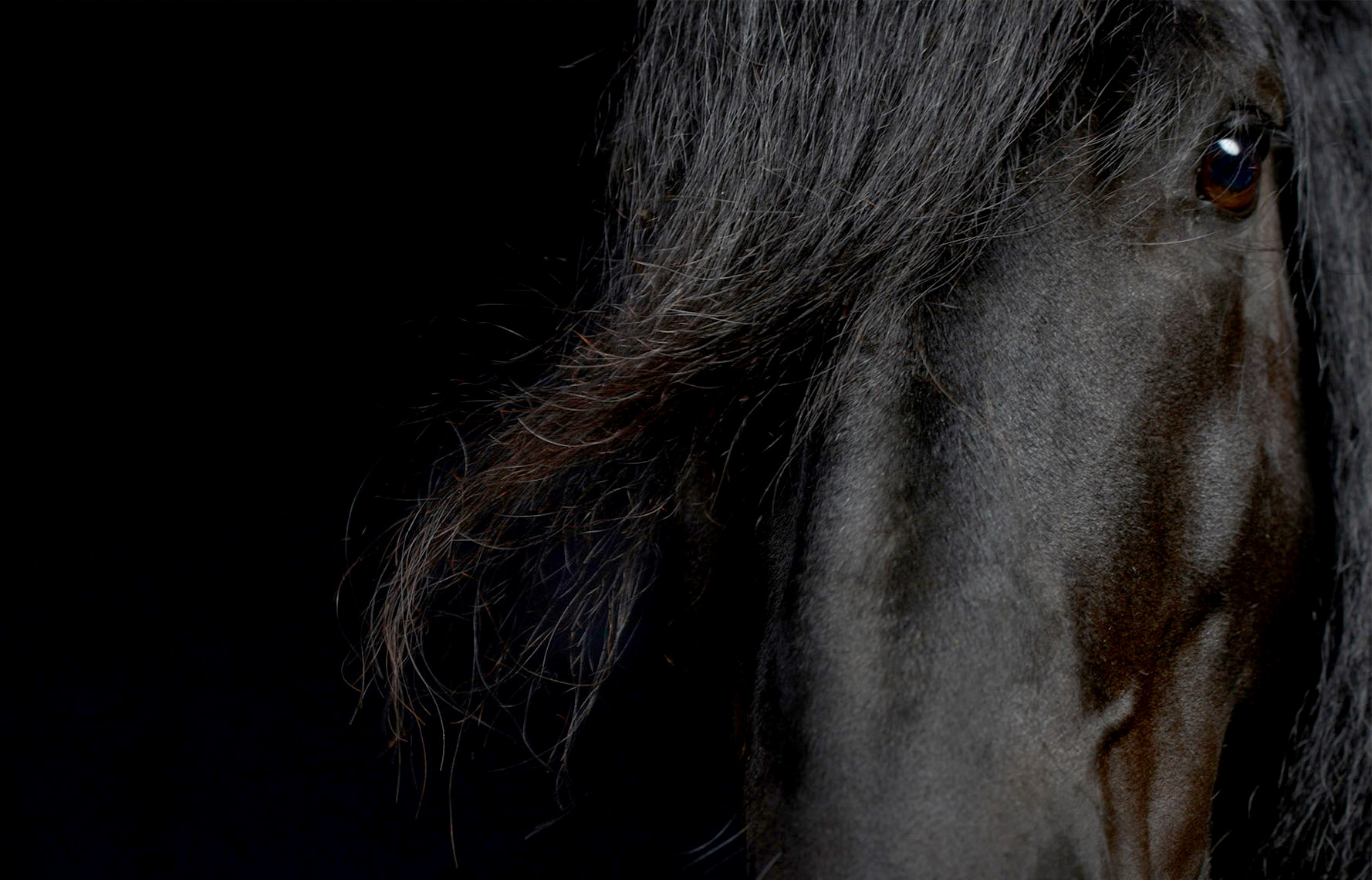 equine.horse.animal-photographer.peter-samuels.11