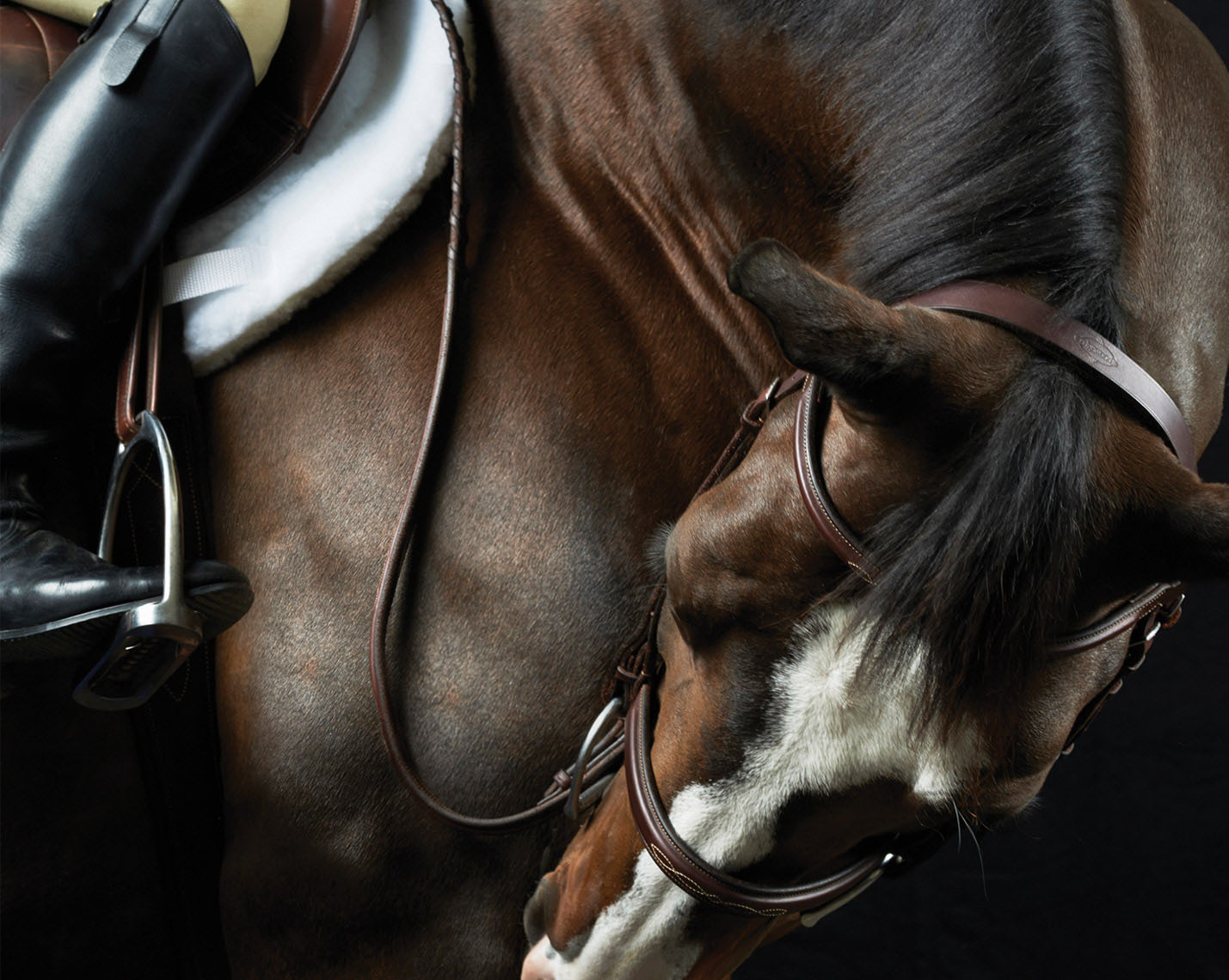 equine.horse.animal-photographer.peter-samuels.17