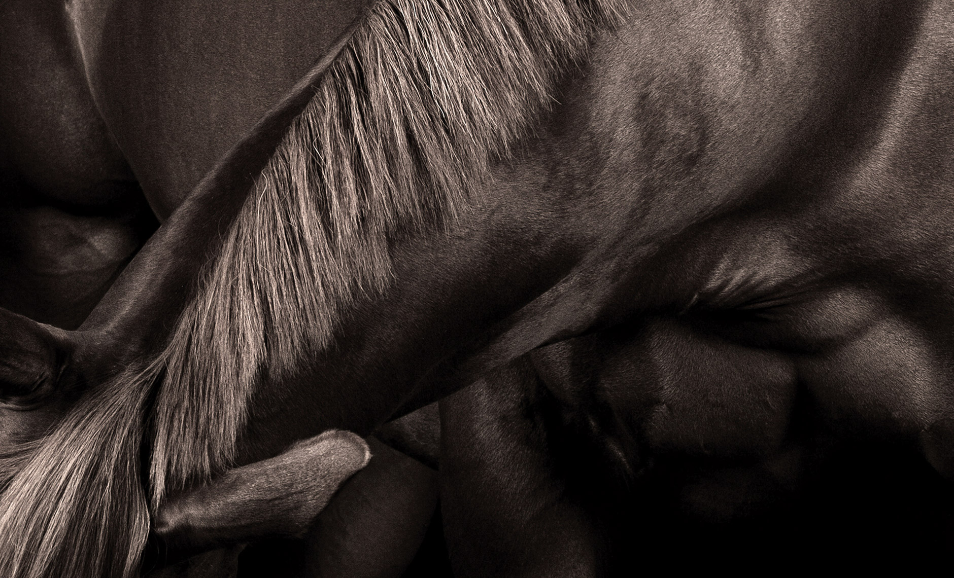 equine.horse.photographer.art.peter.samuels