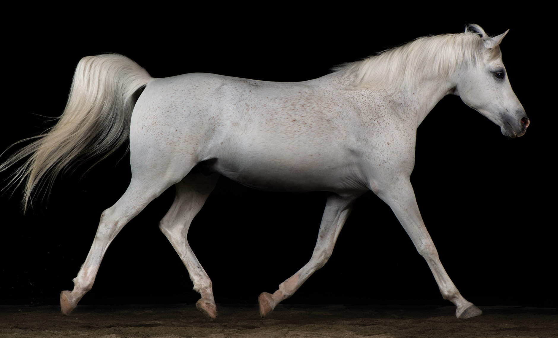 horse.equine.arabian.stride.photo.peter.samuels.2