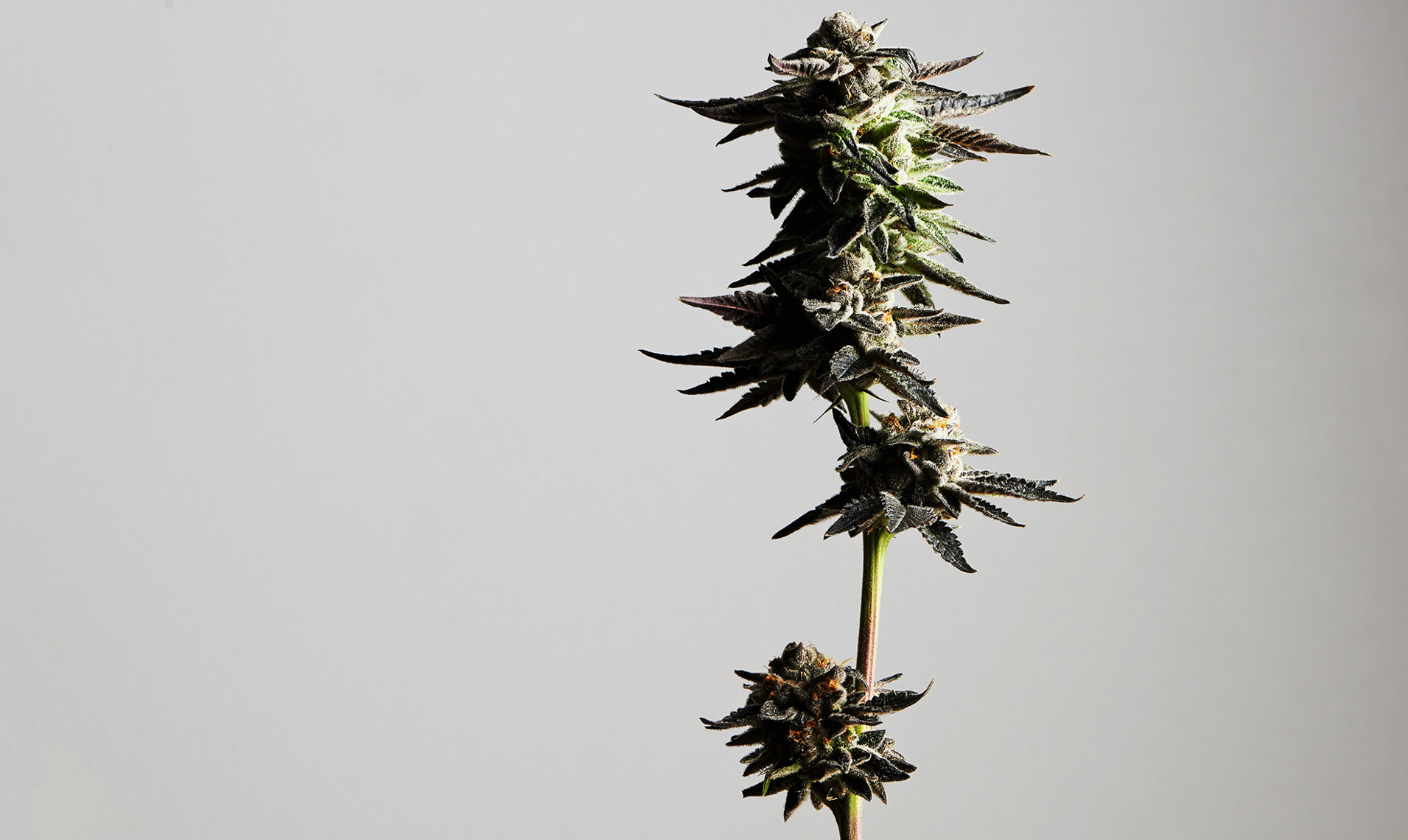 marijuana.photography.sf.4