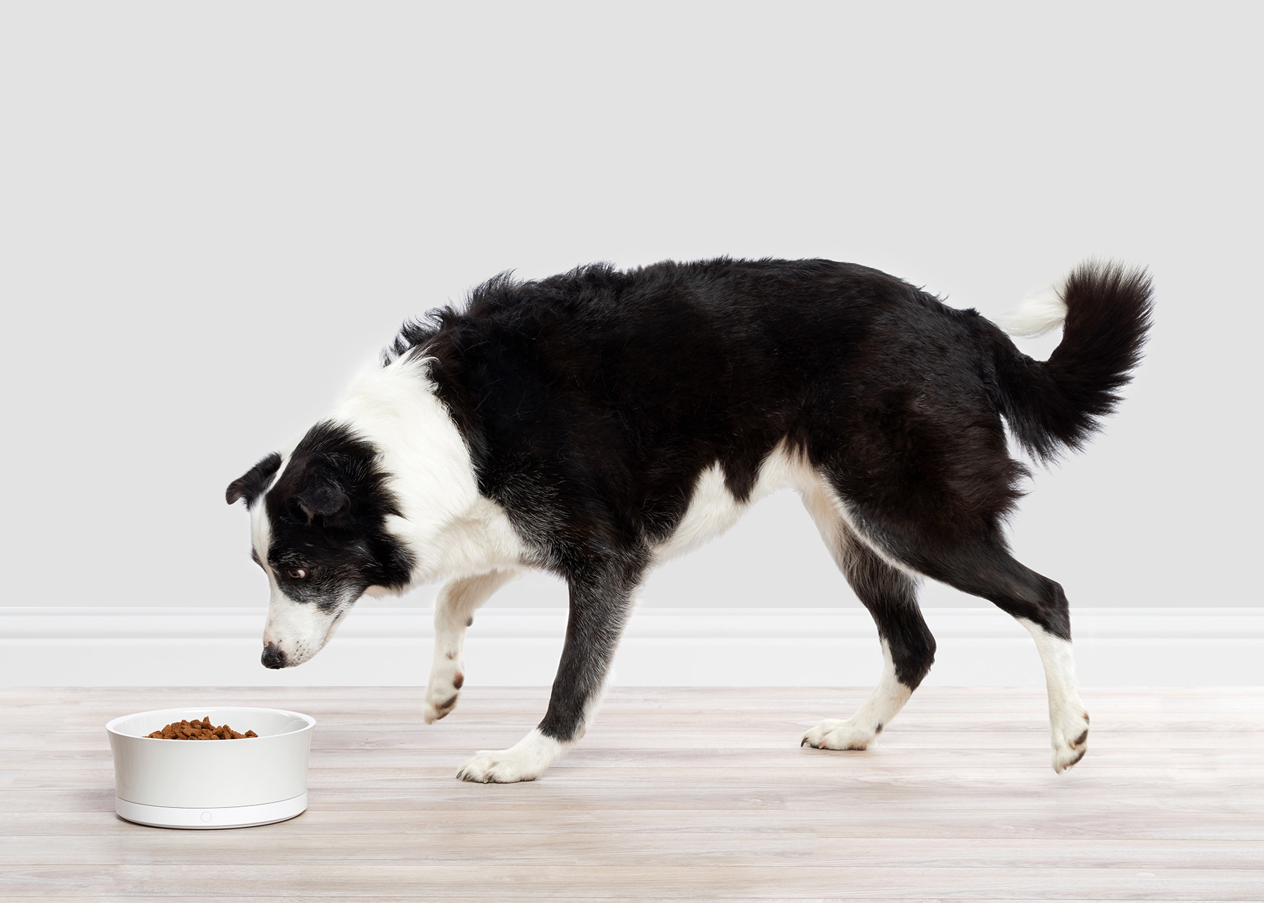 obedog.dog-food.commercial-animal-photography