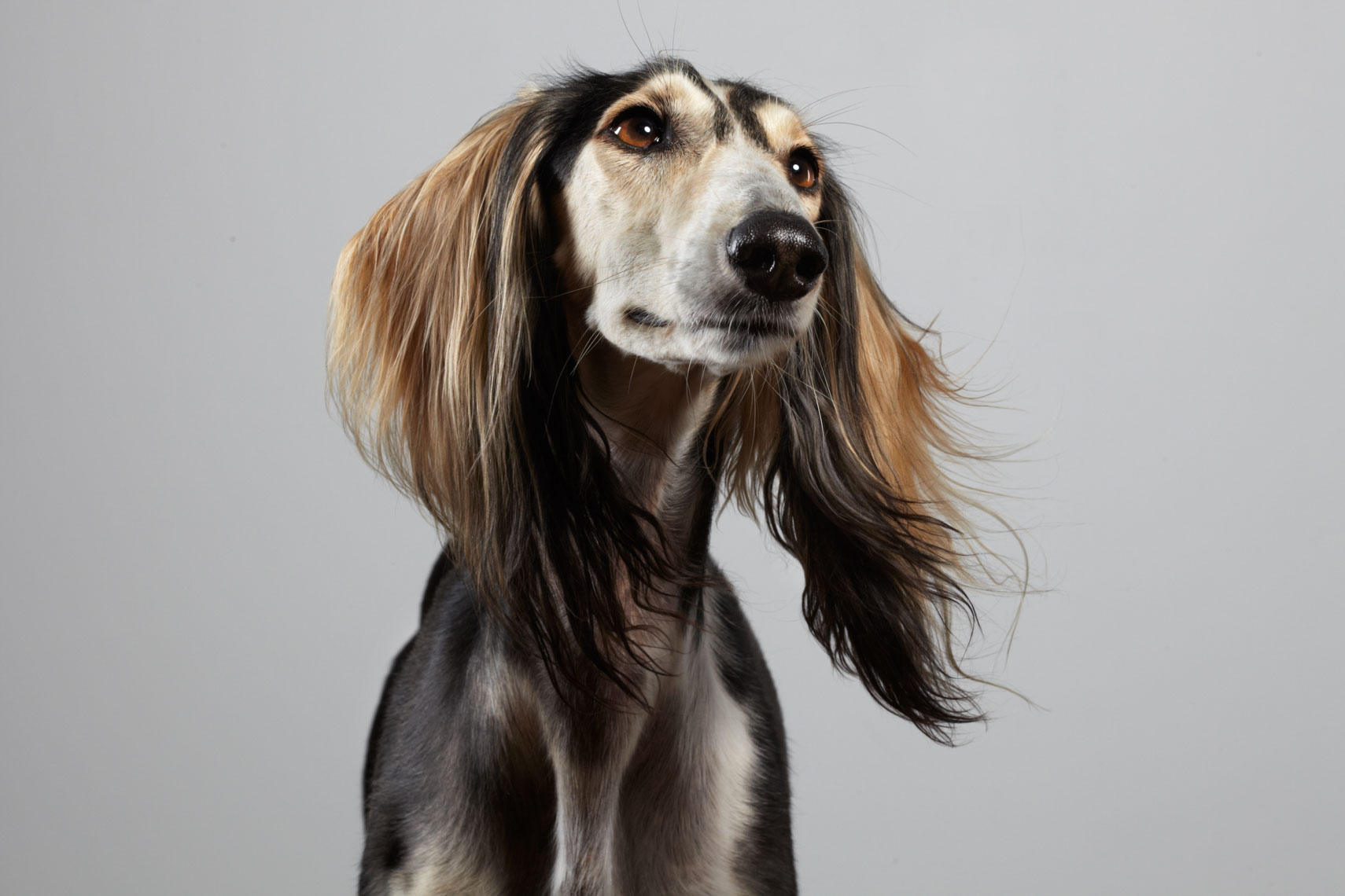 peter.samuels.animal.pet.arabian-saluki_-23