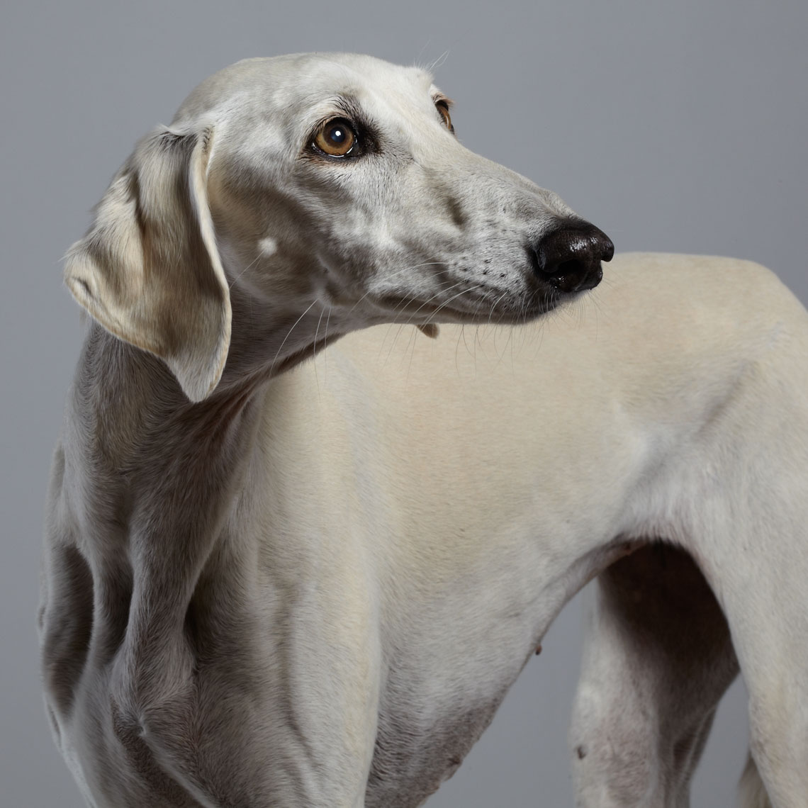 peter.samuels.animal.pet.arabian-saluki_-25
