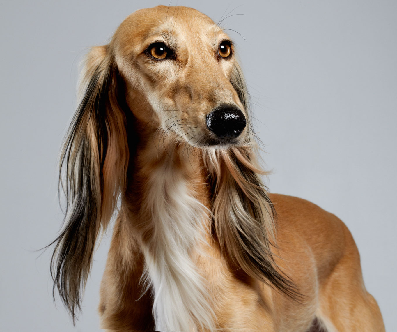 Arabian saluki hot sale