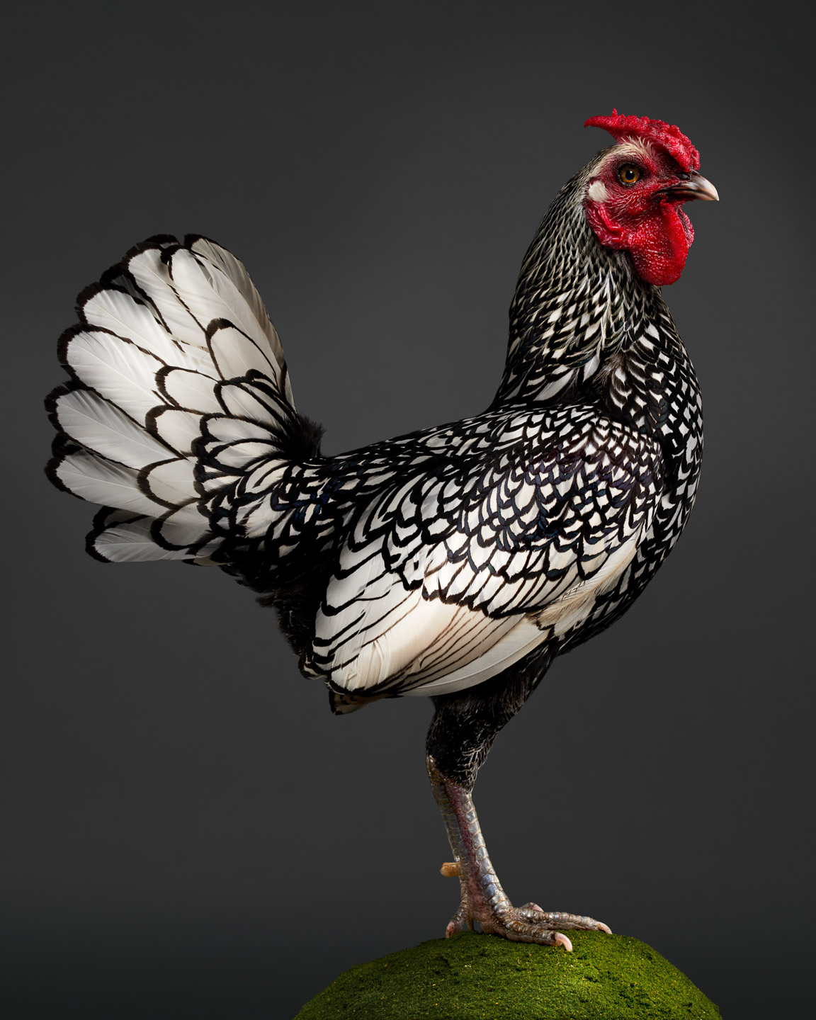 domino the bantam sebright rooster cock.